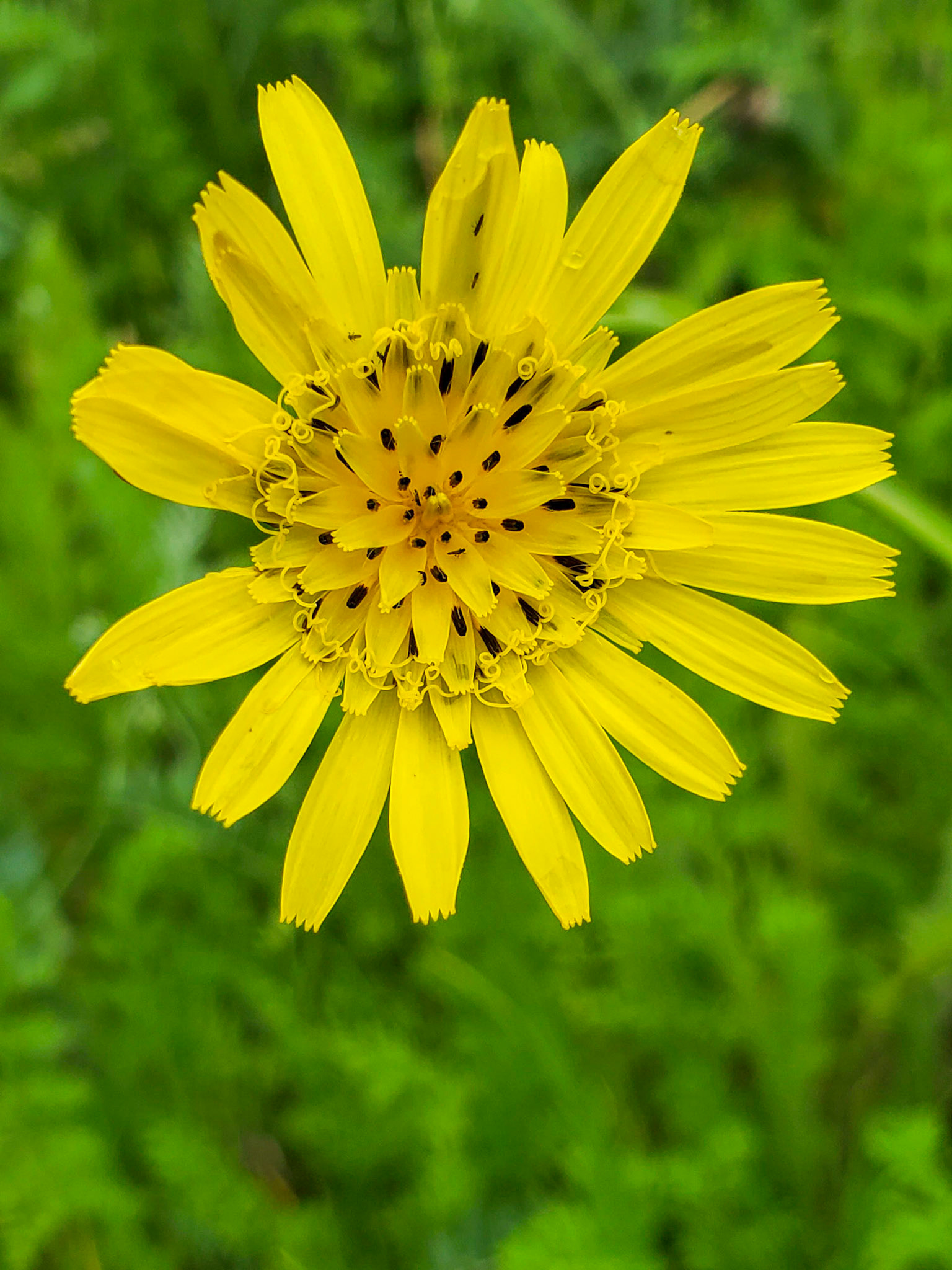 goatsbeard