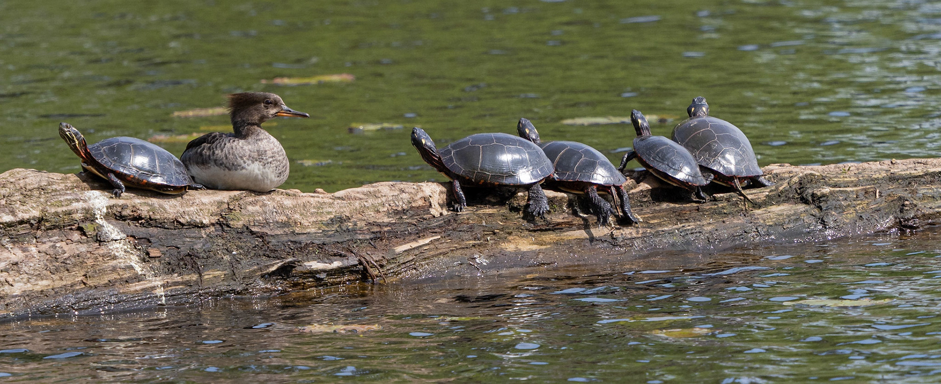 Female merganser enjoying the company of the painted turtles.