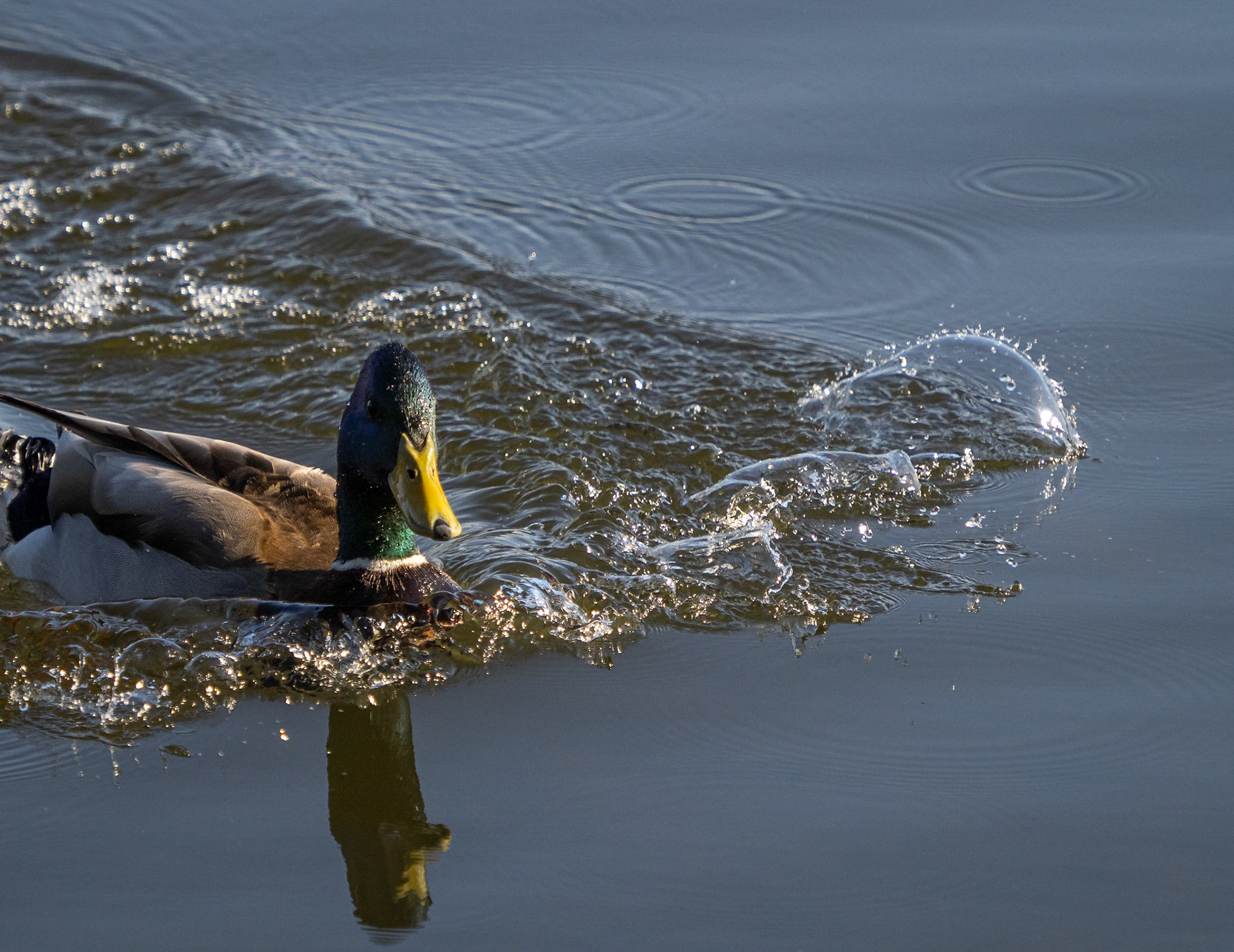 mallard duck