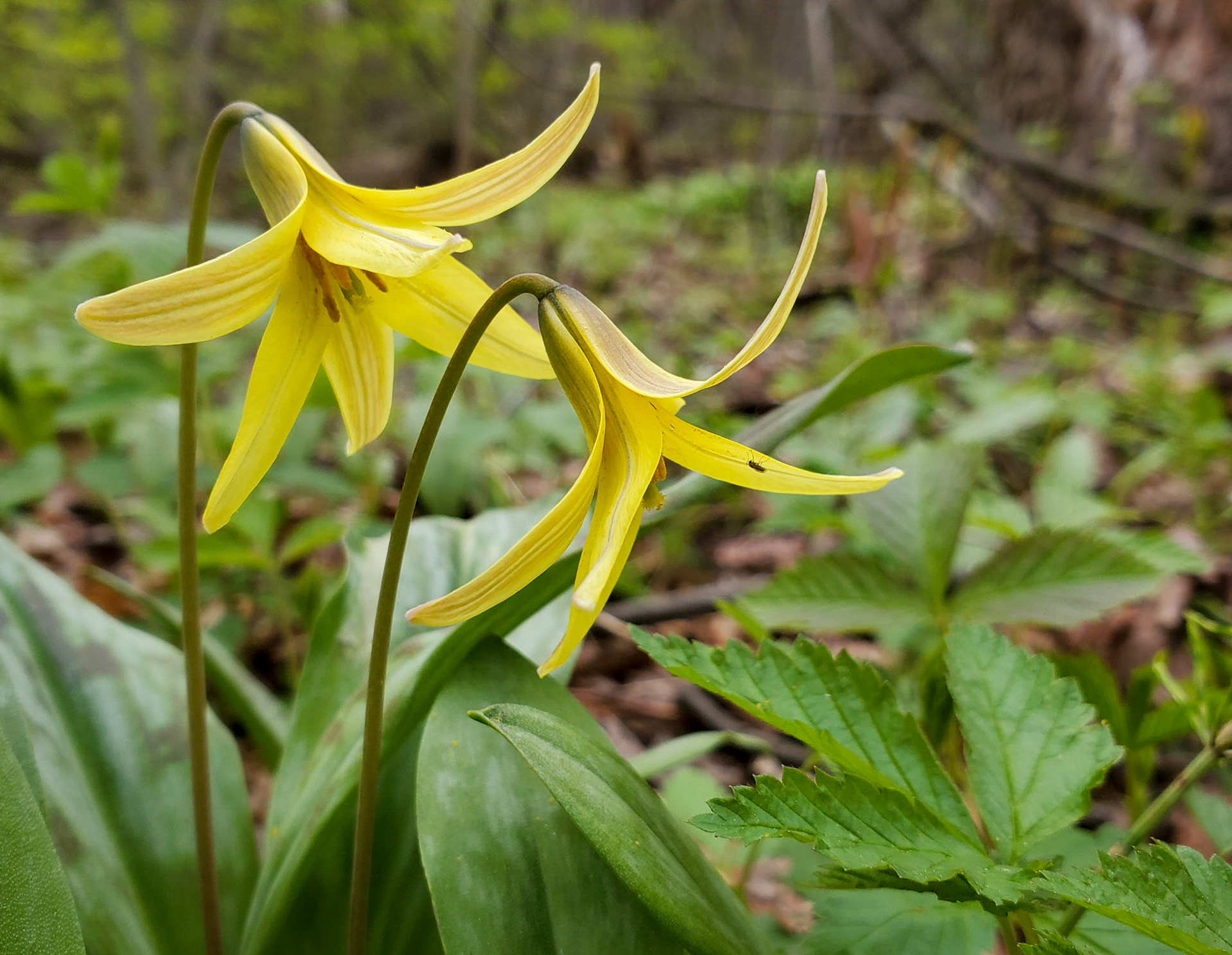 trout lily