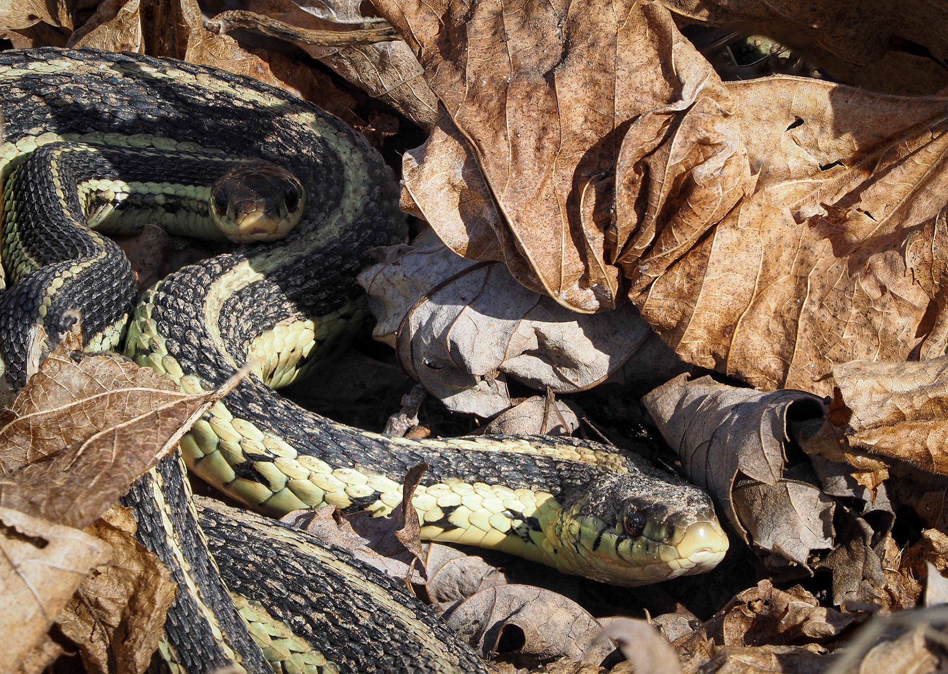 garter snake