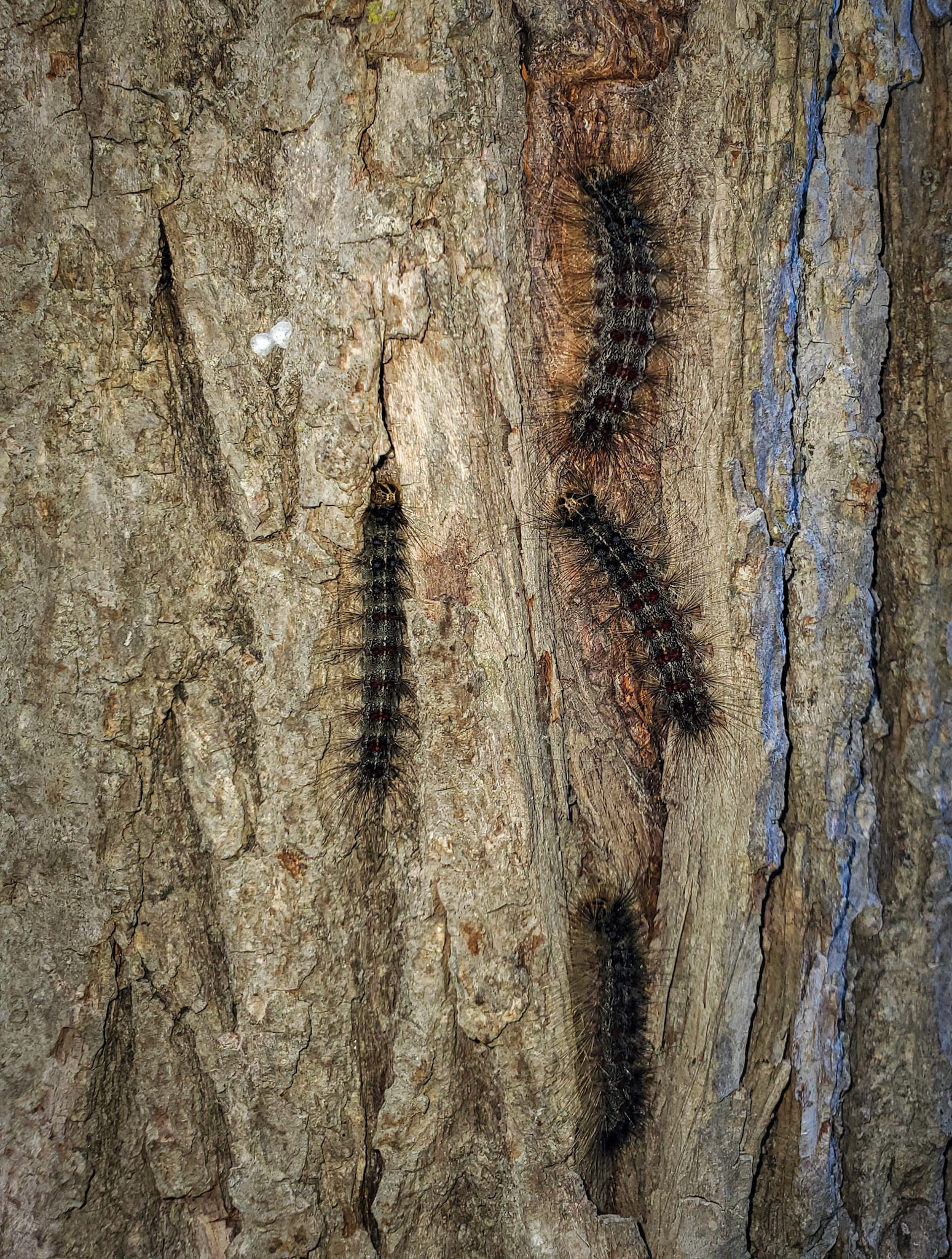 gypsy moth caterpillars