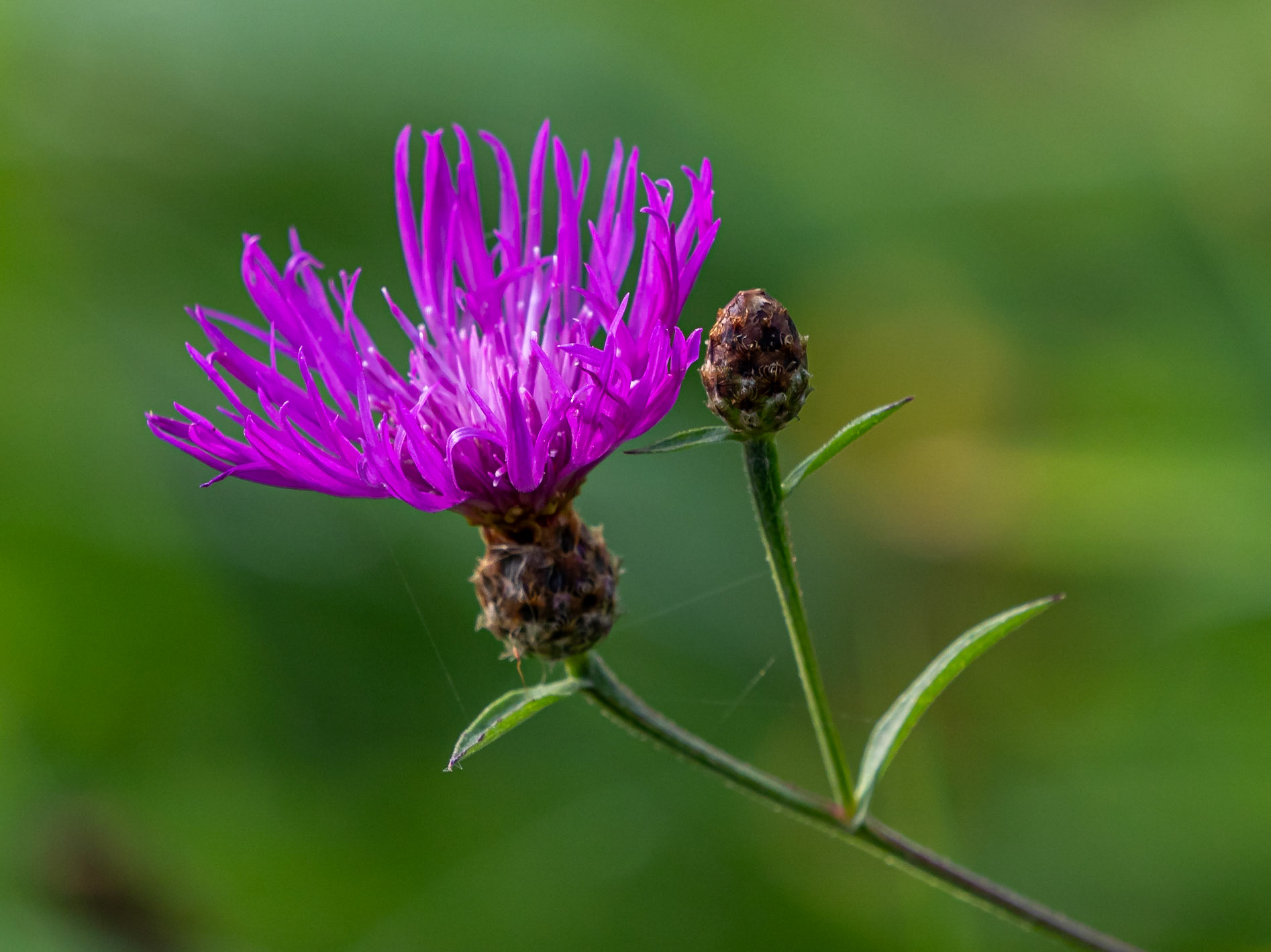 Knapweed