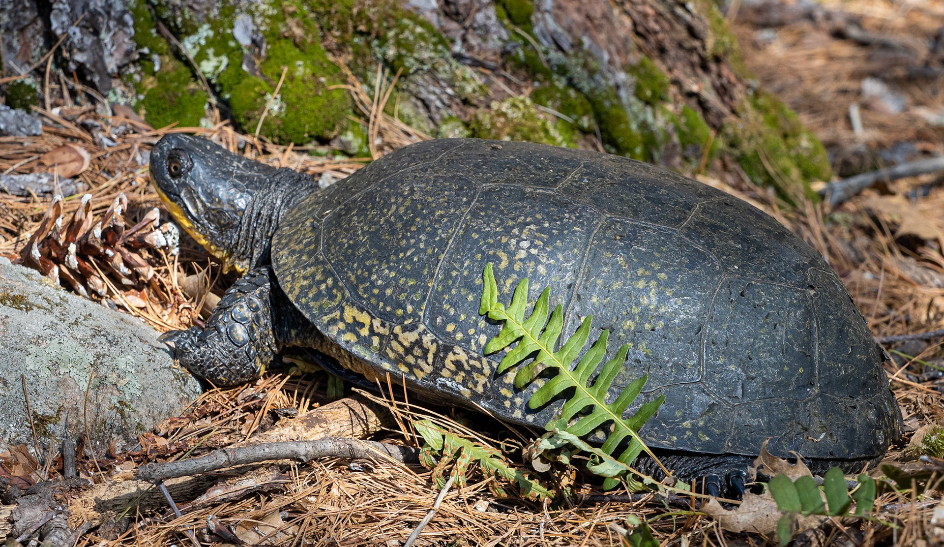 blanding's turtle