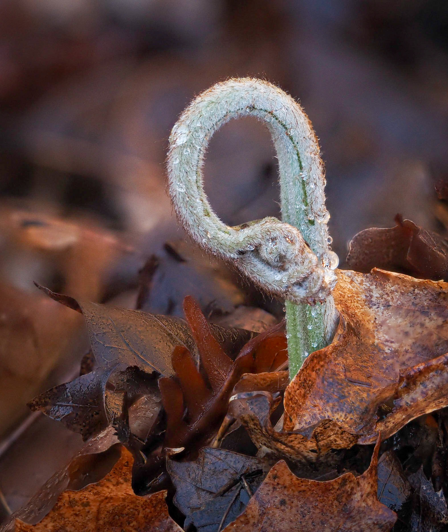fern