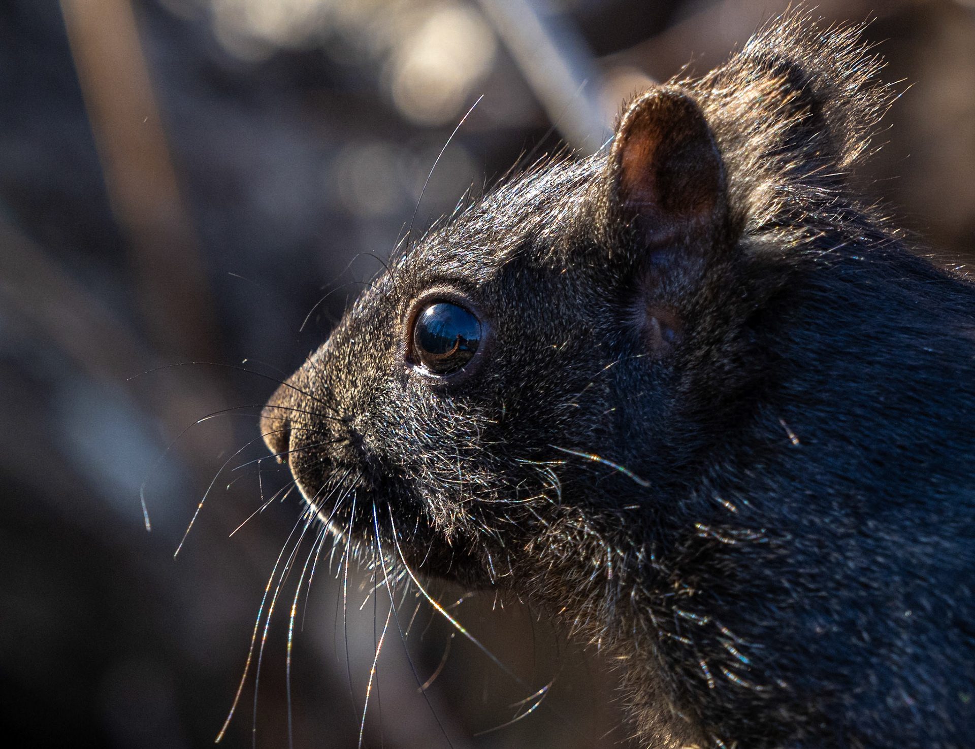 black squirrel