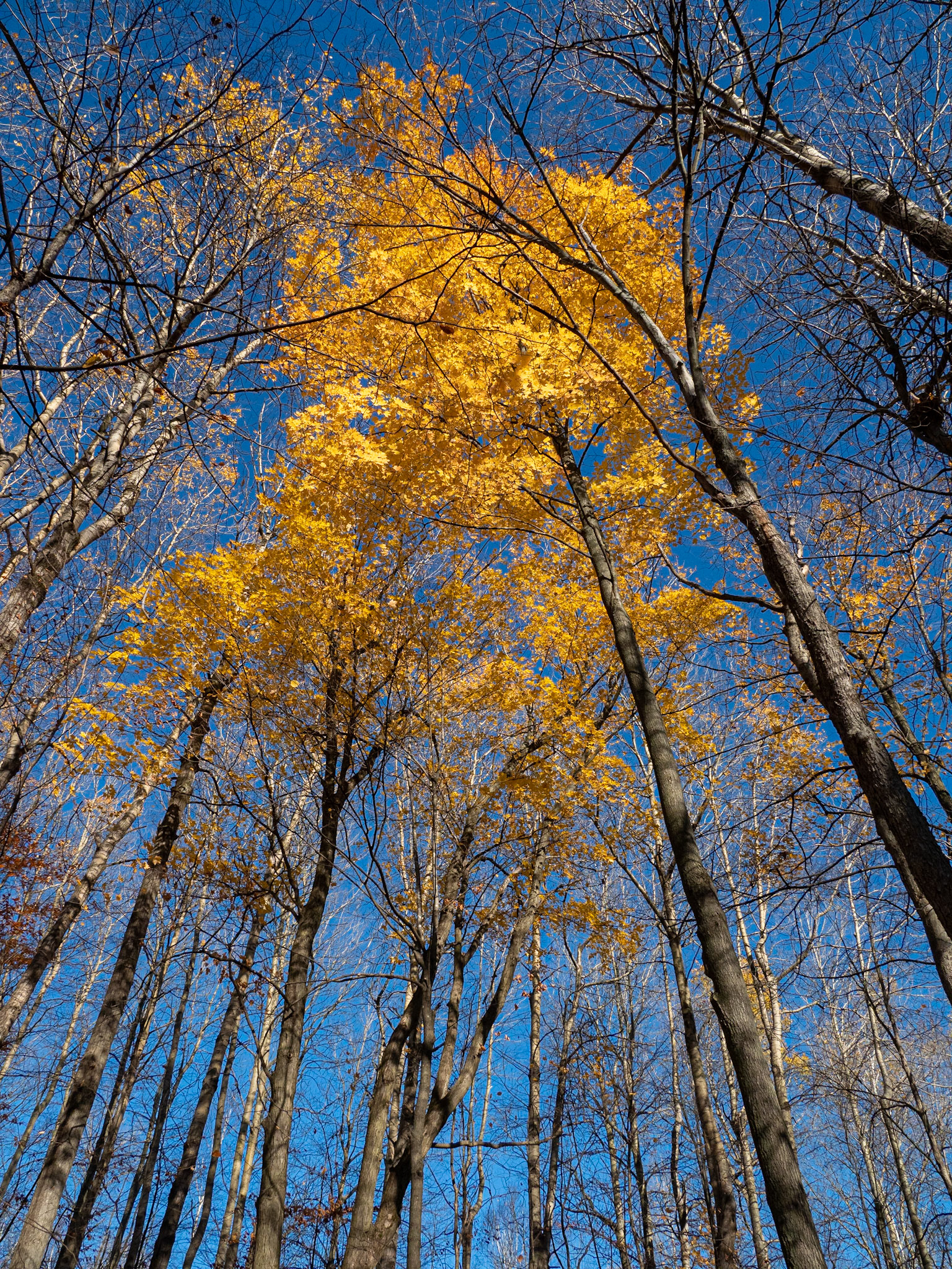 maple tree holding on to its leaves