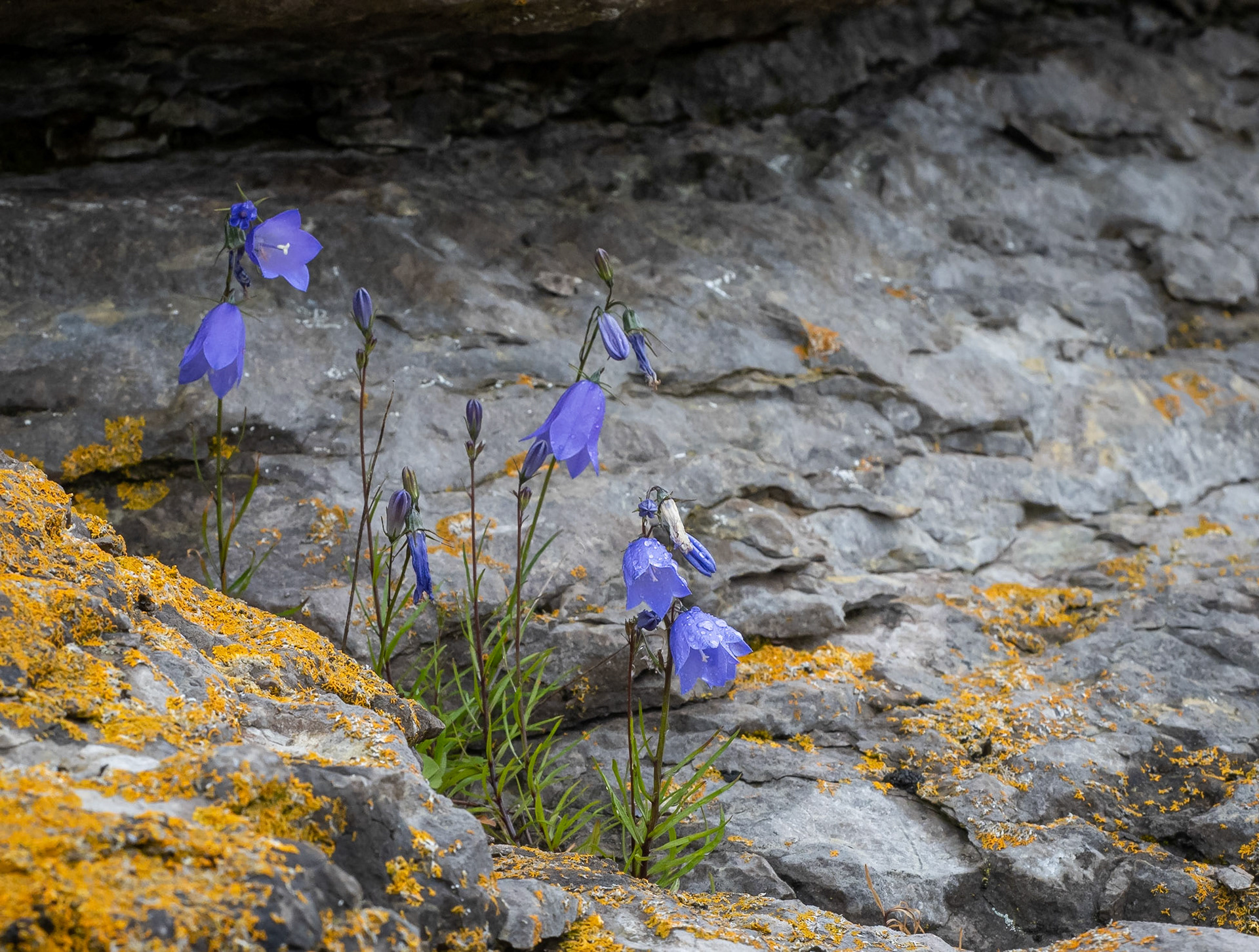 Giesecke's bellflower,