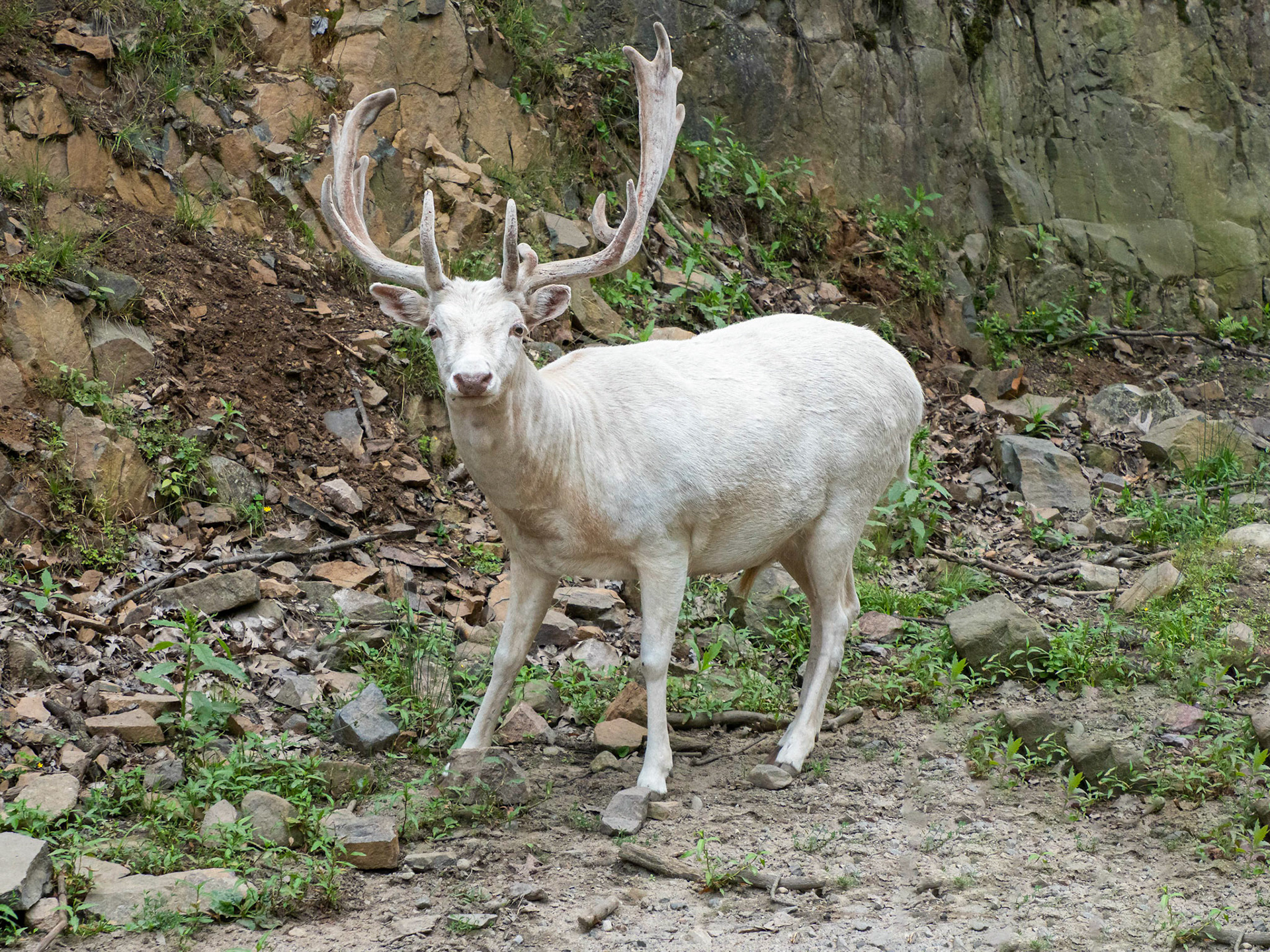 white fallow deer