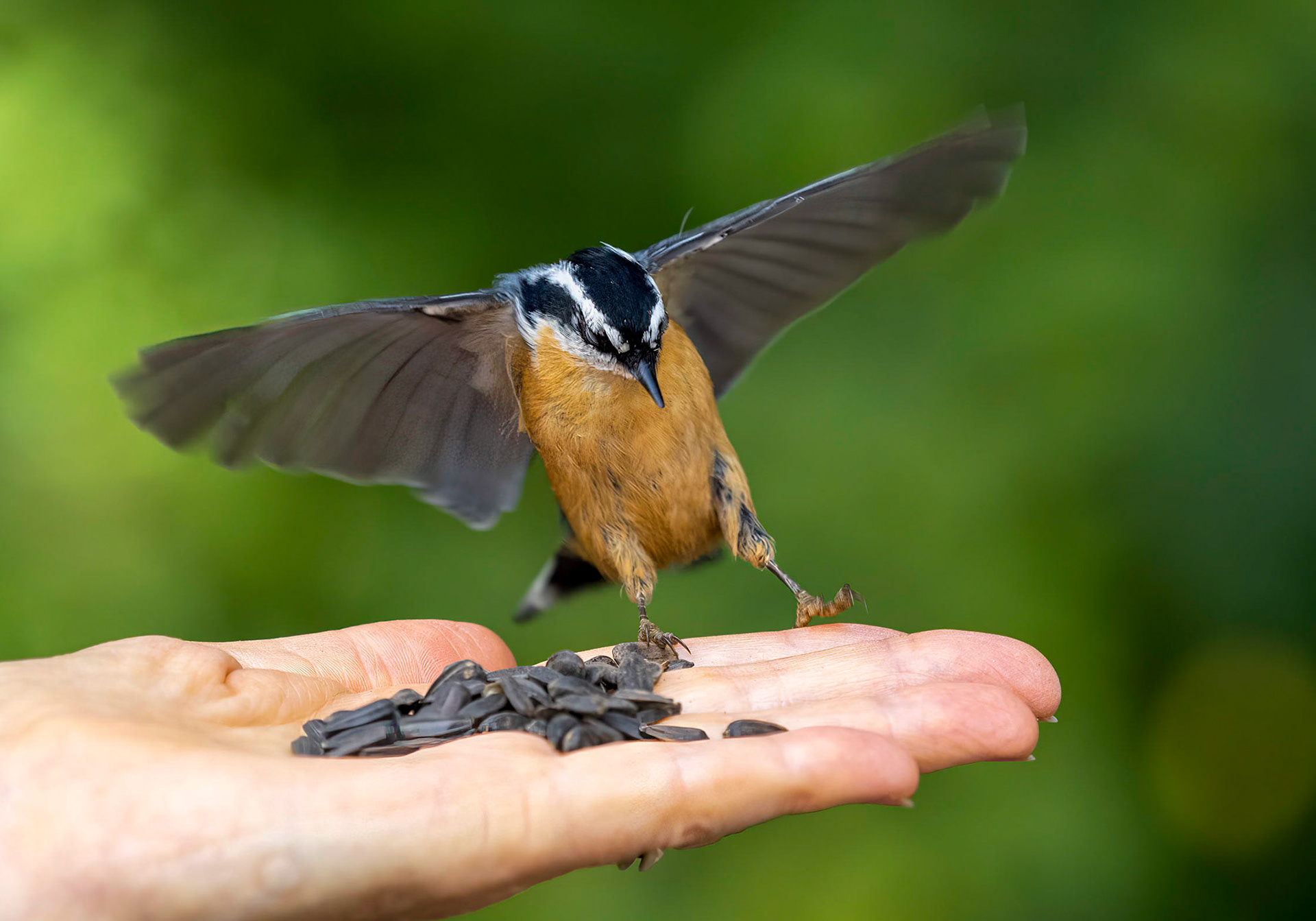 Red-breasted nuthatch
