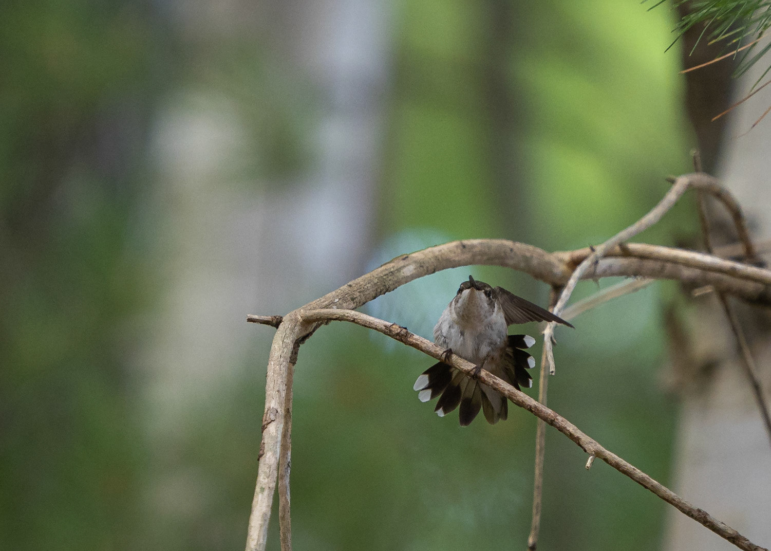 wing stretch