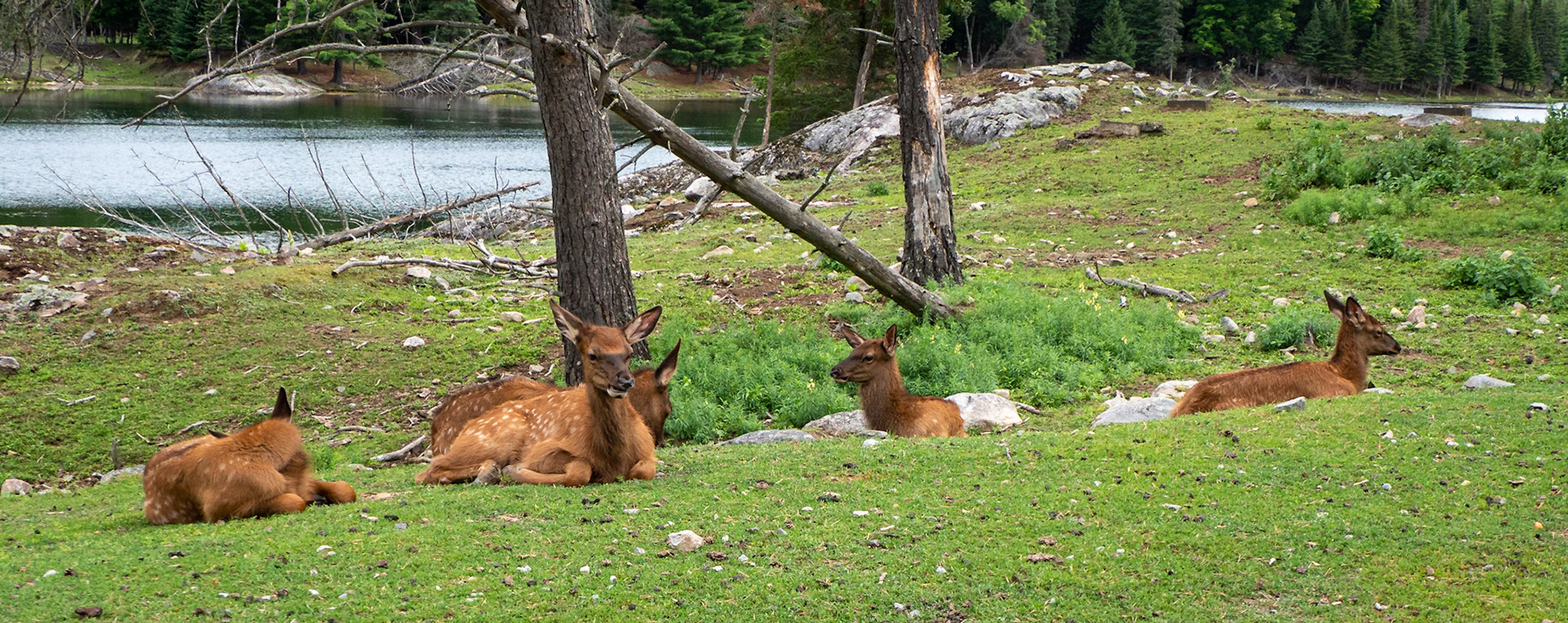 Juvenile elk