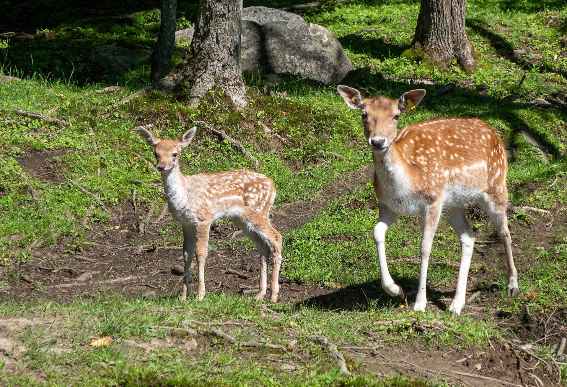 Fallow deer and fawn