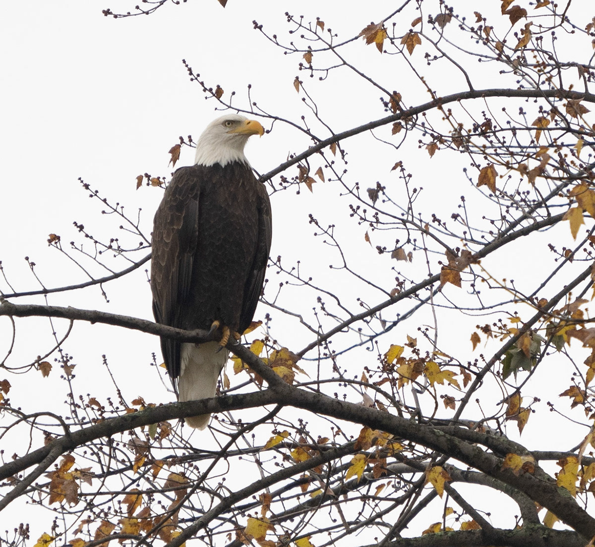 bald eagle just before heading off and coming back with lunch