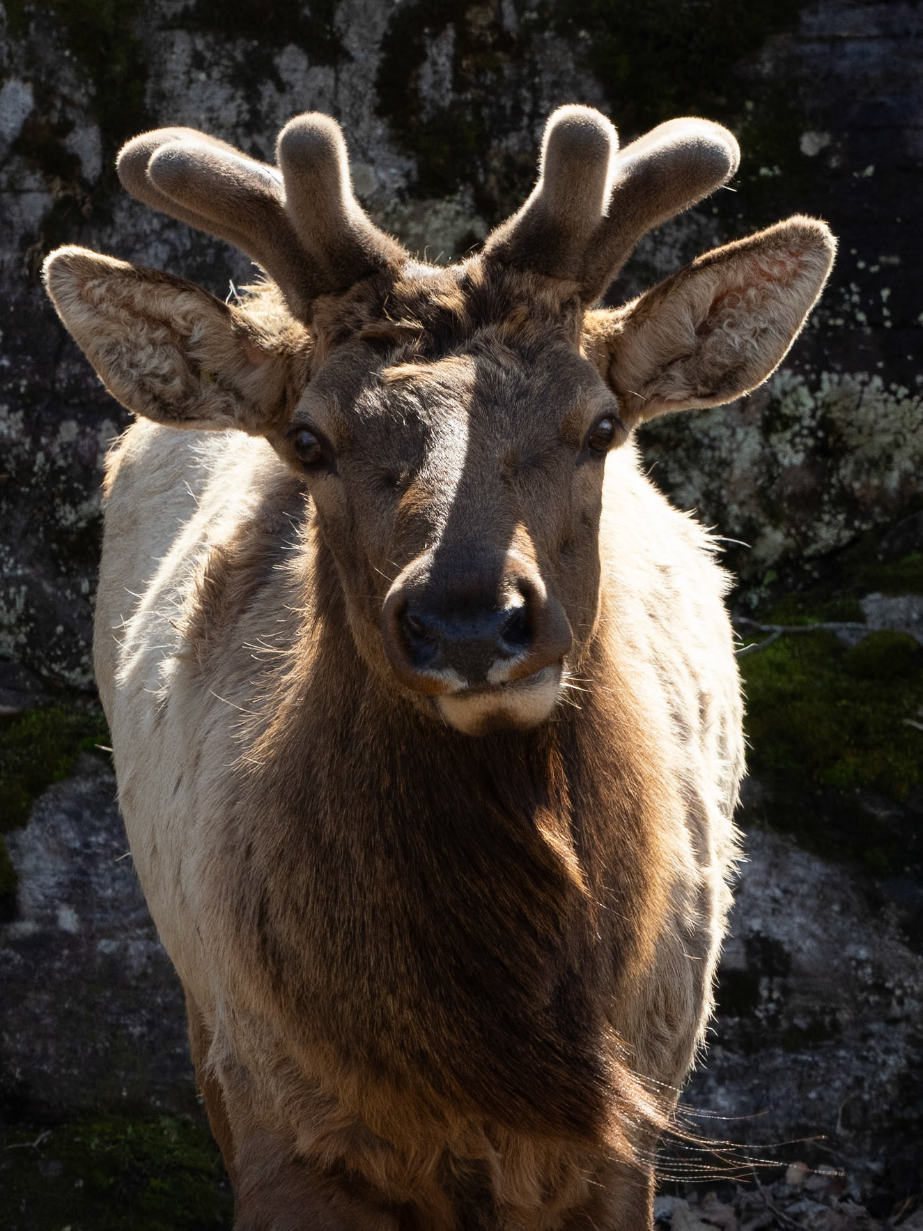 elk