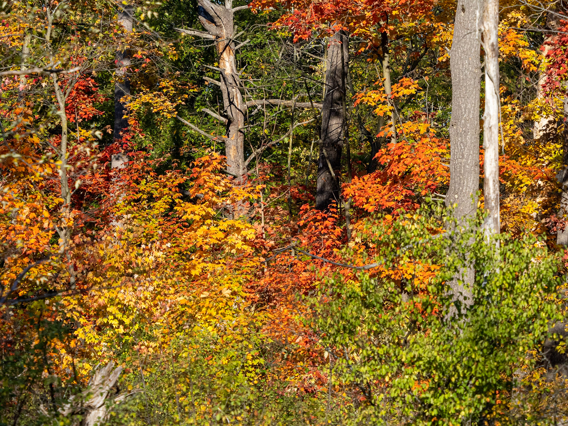 Late fall colours at Mud Lake
