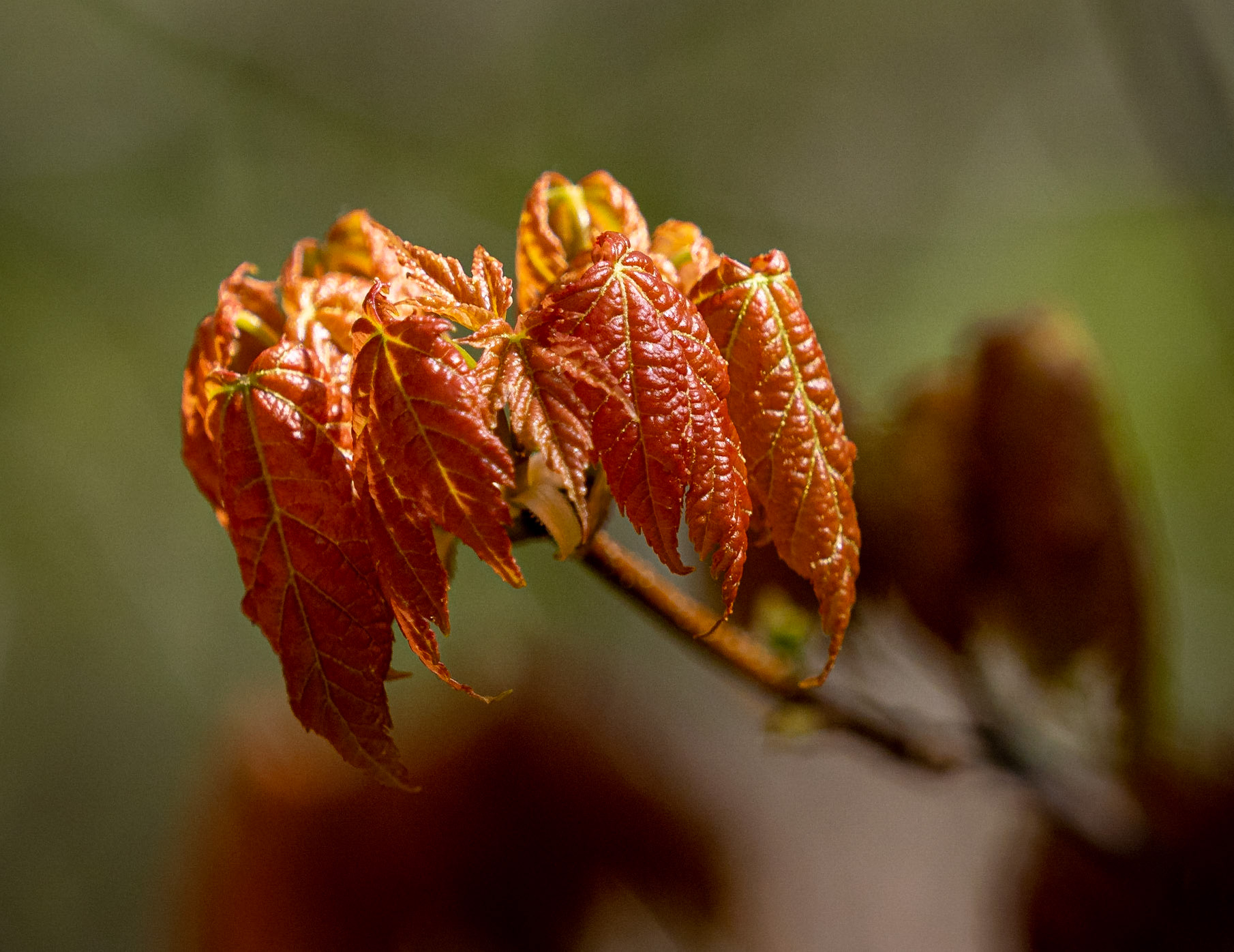 maple leaves