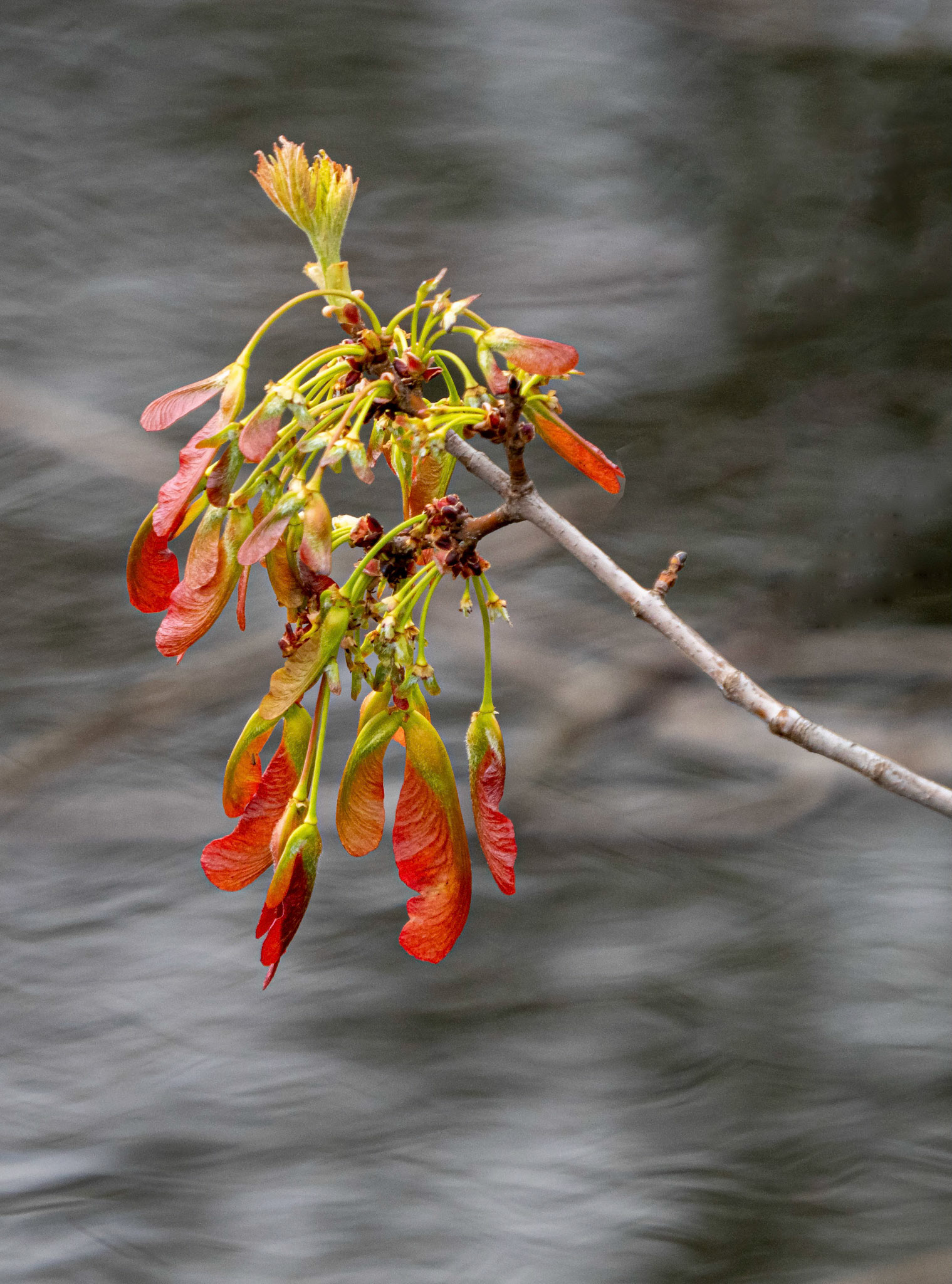 maple seeds