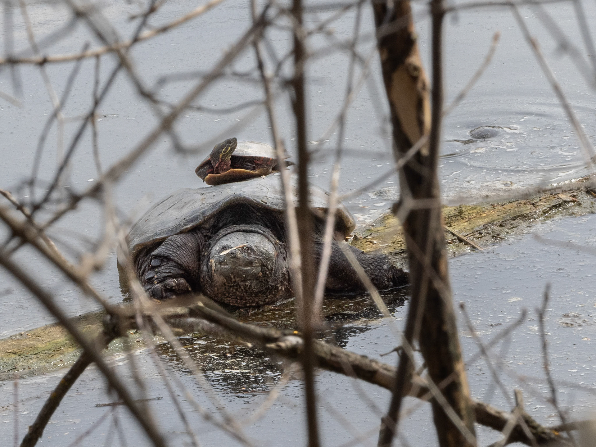 snapping turtle with painted turtle, Walk in Two Woods