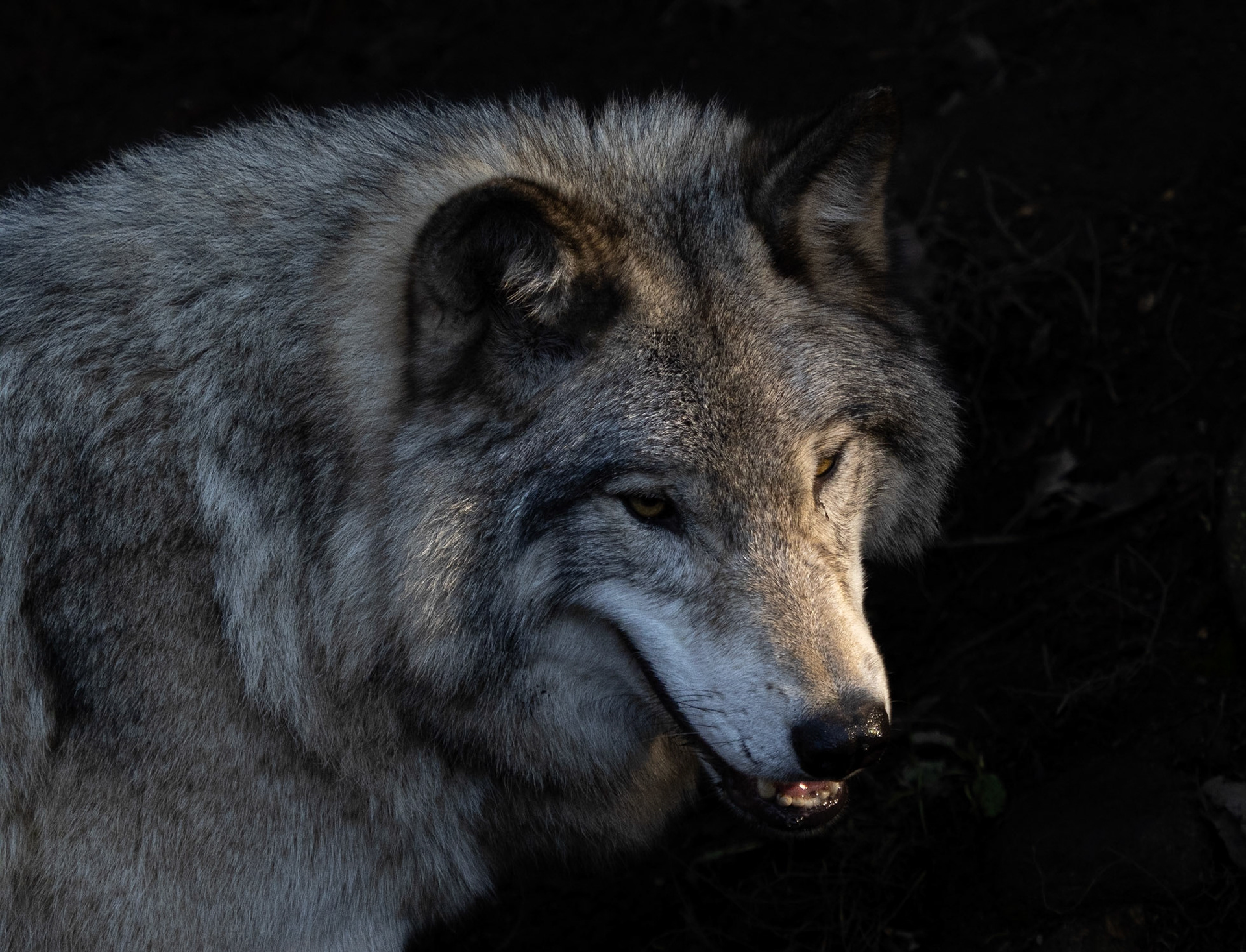 Timber wolf