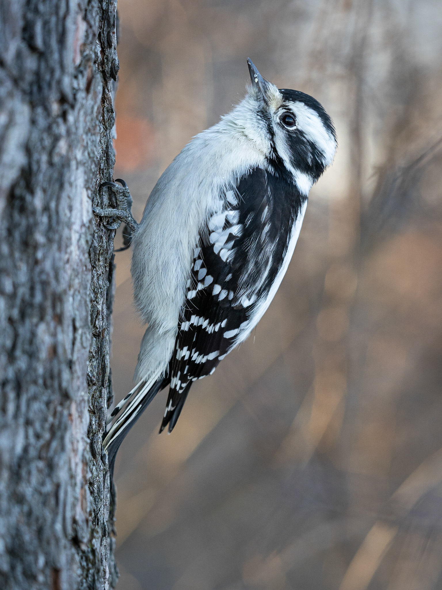 Female downy woodpecker