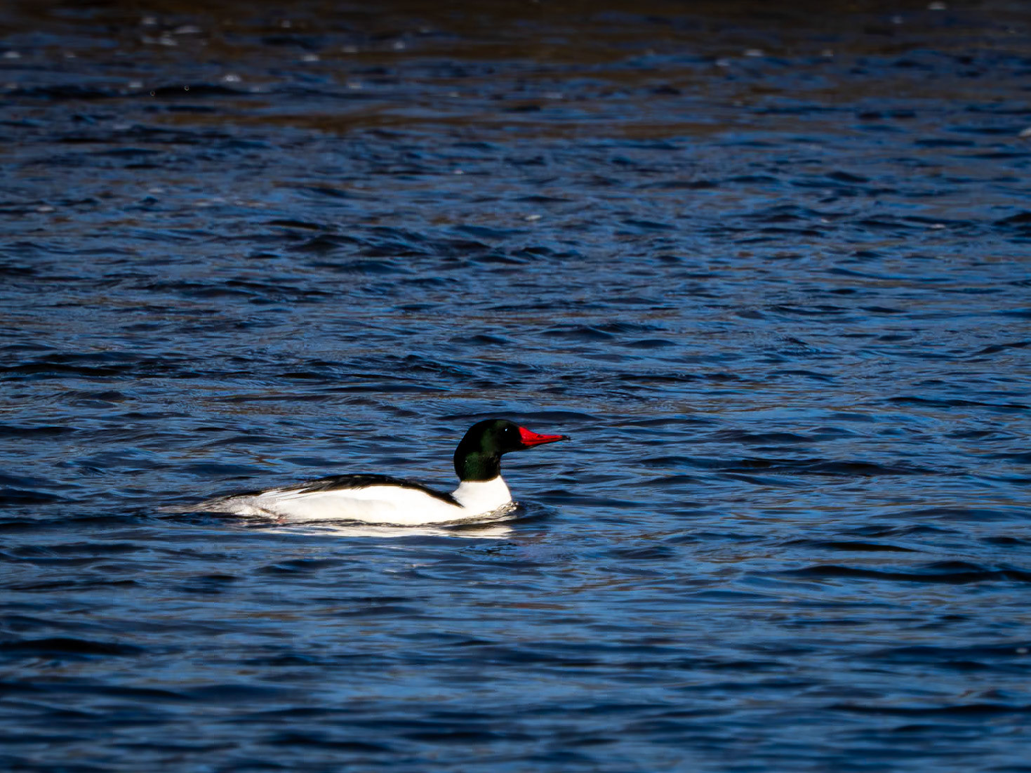 male common merganser Mud Lake