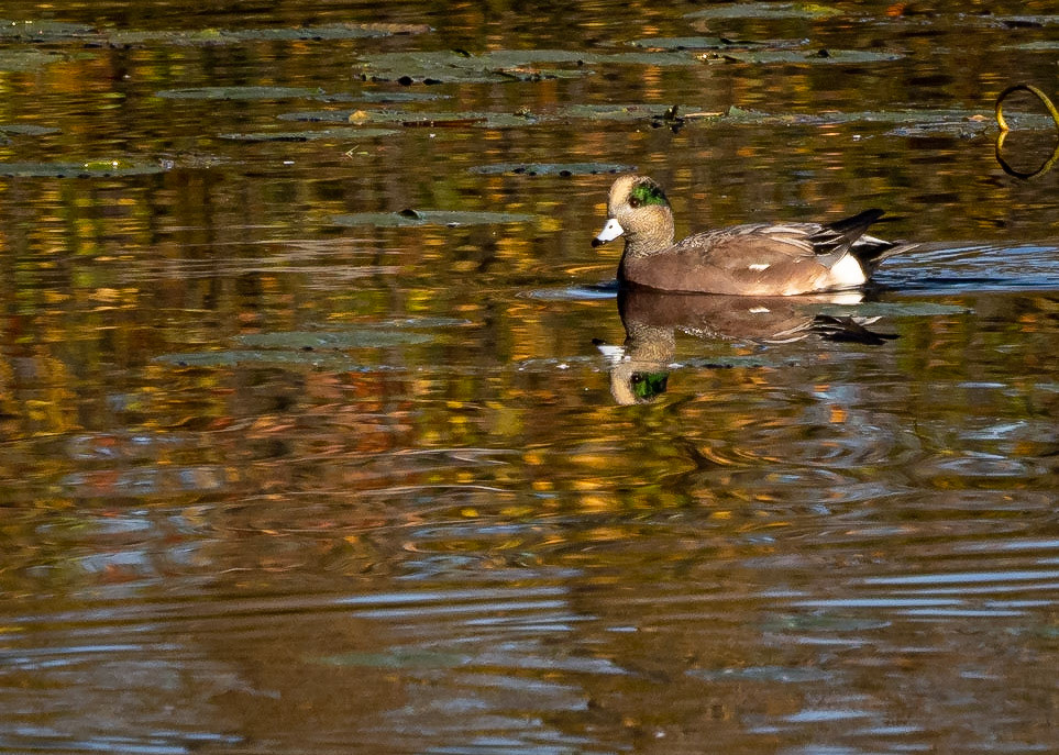 American wigeon