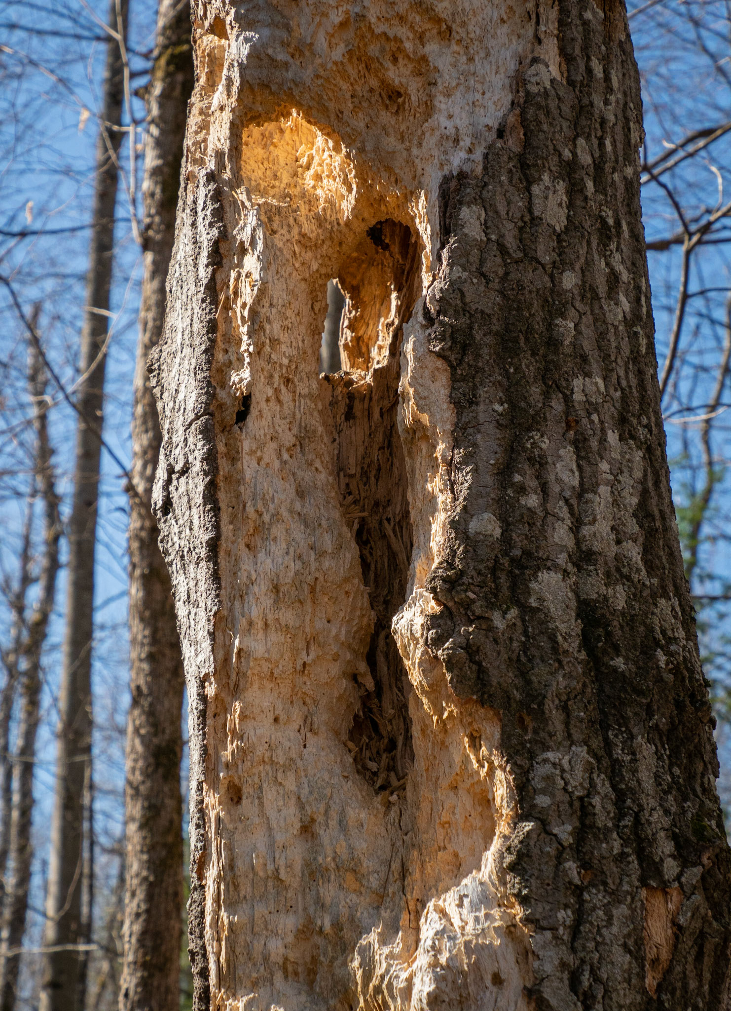 pileated woodpecker