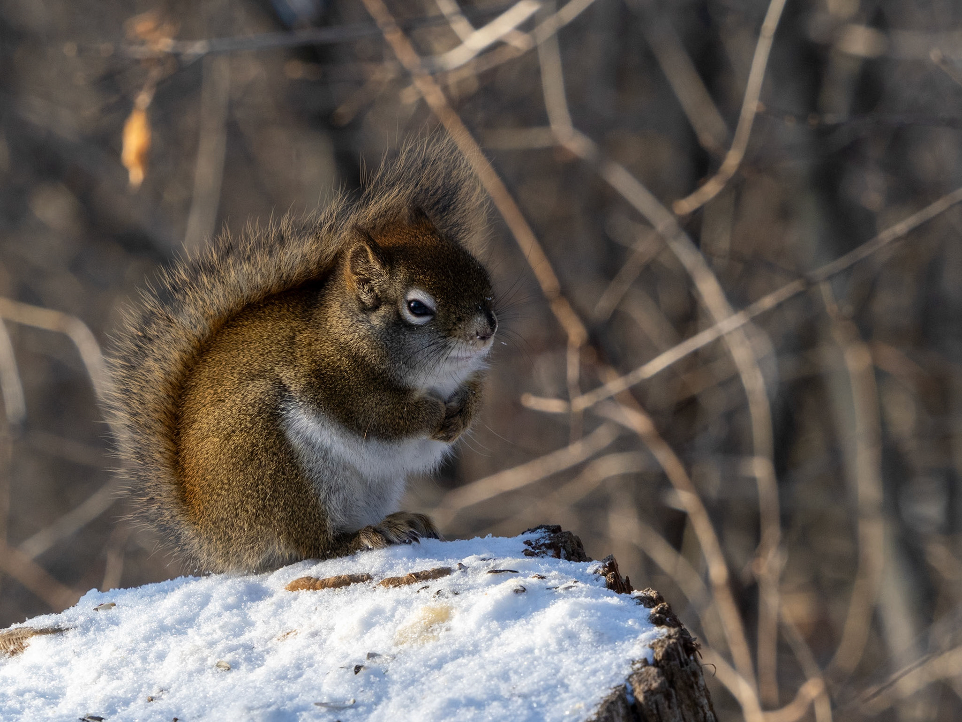 Red Squirrel
