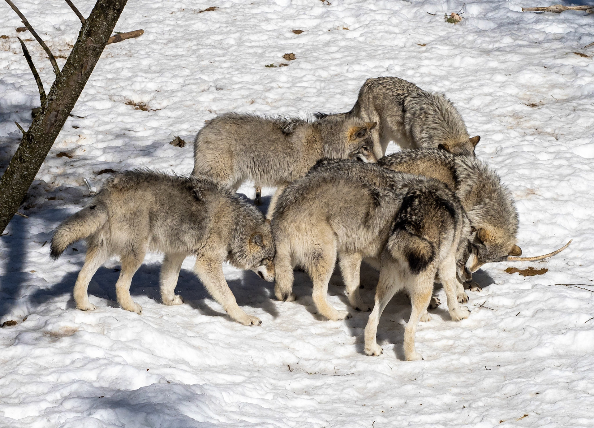 timber wolves