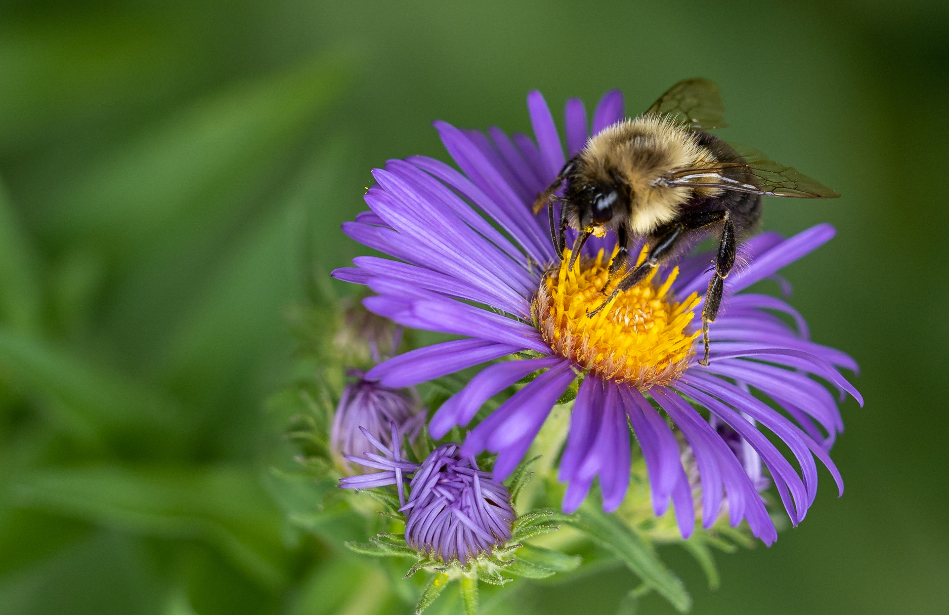 Fall aster