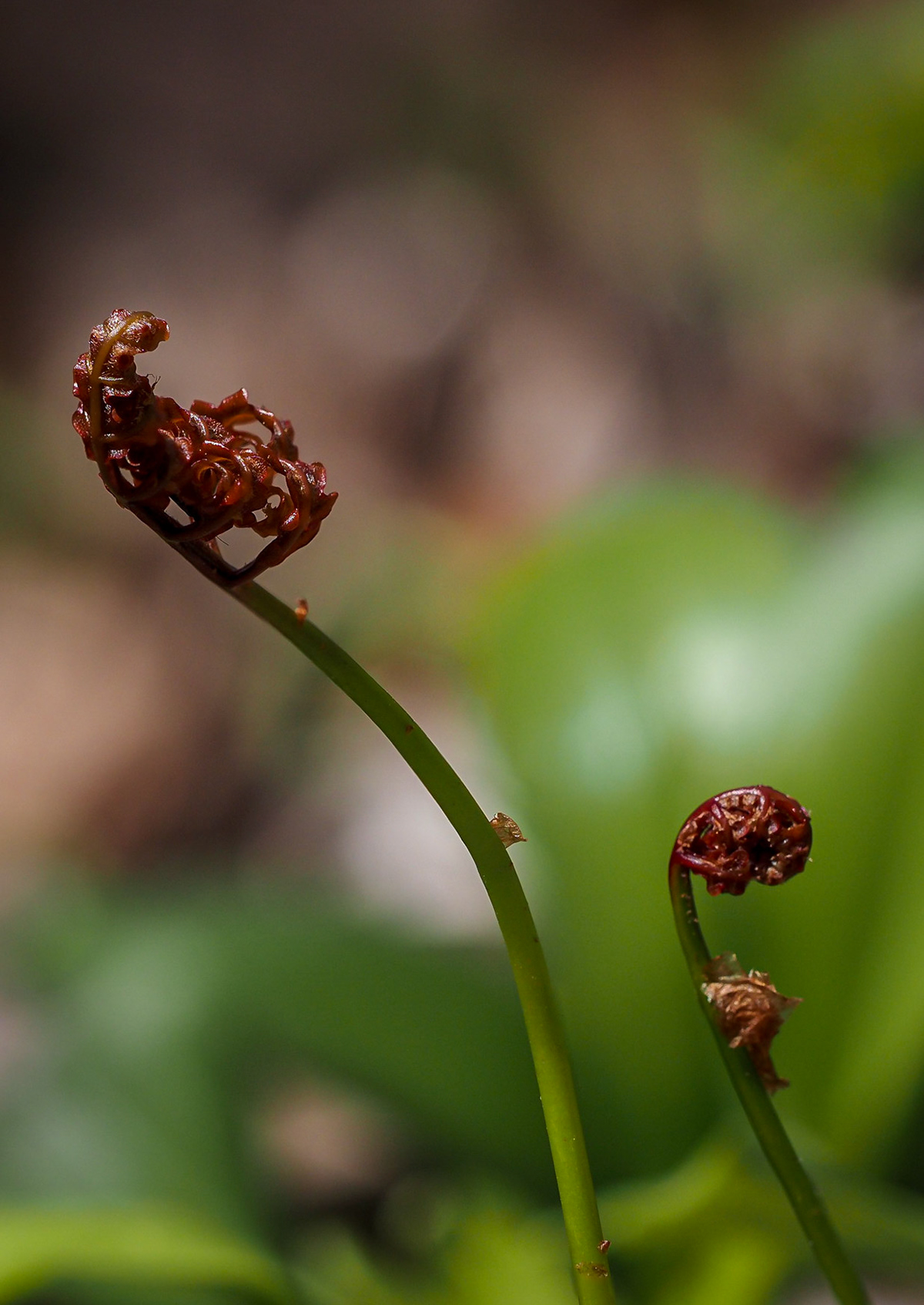 fern