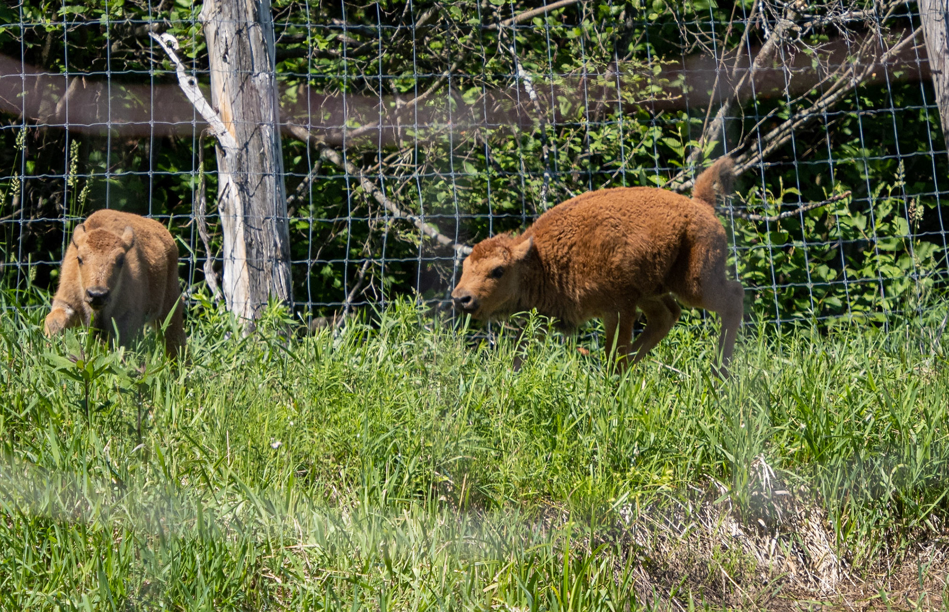 young buffalo at play
