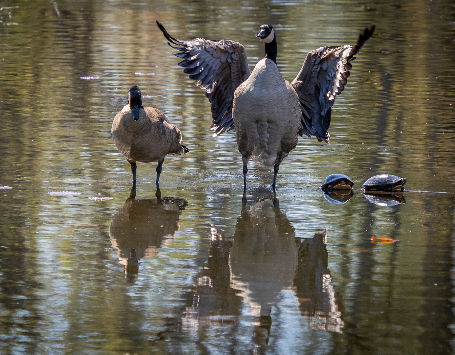 Canada goose and painted turtles