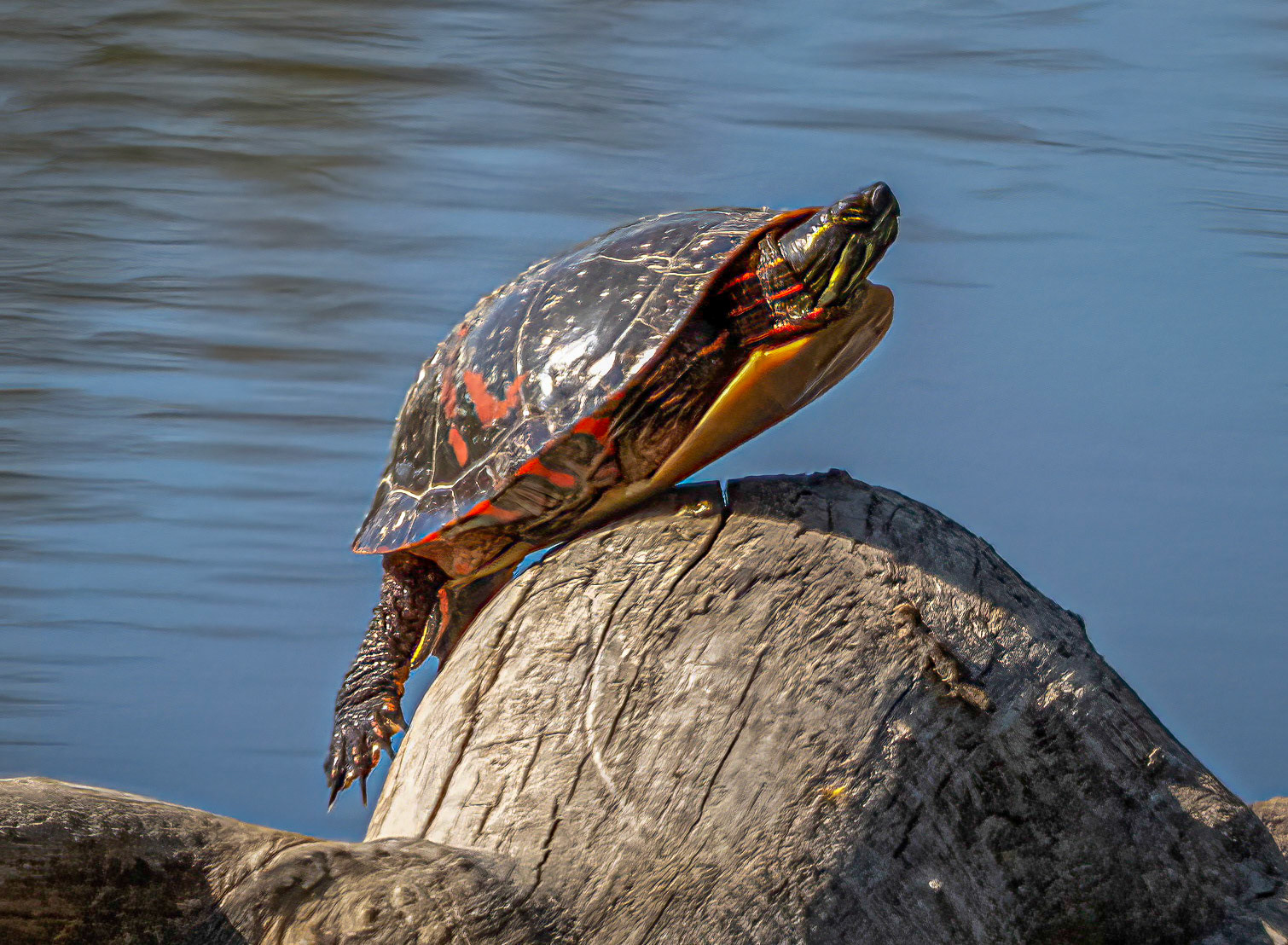 painted turtle