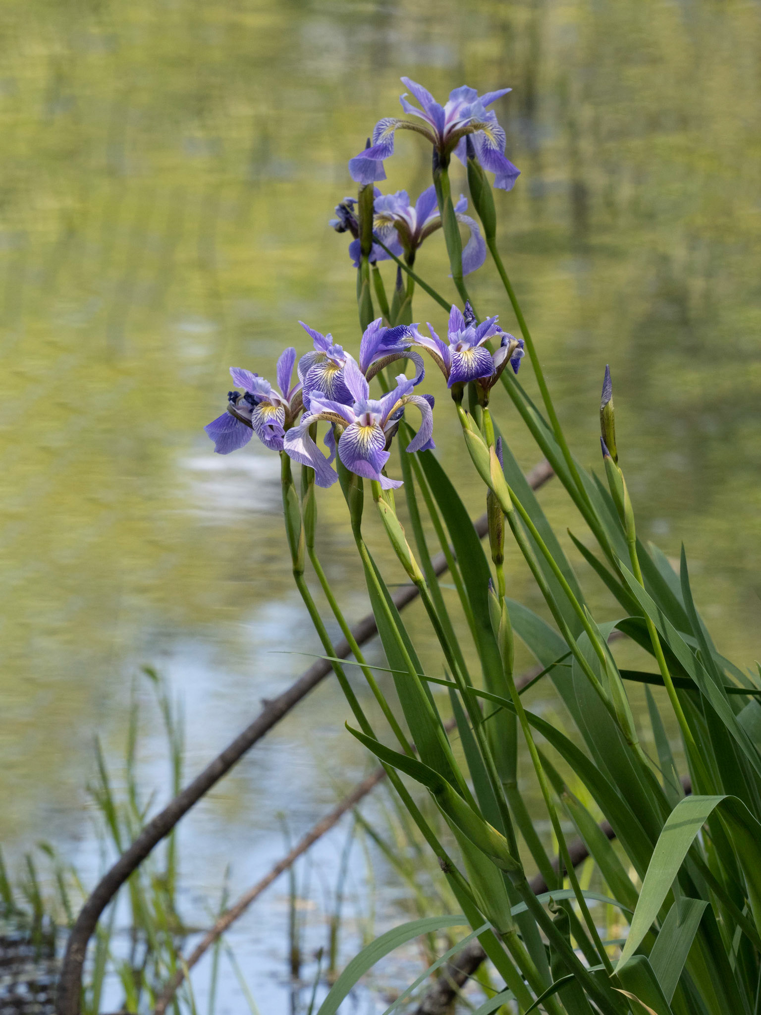 blue flag