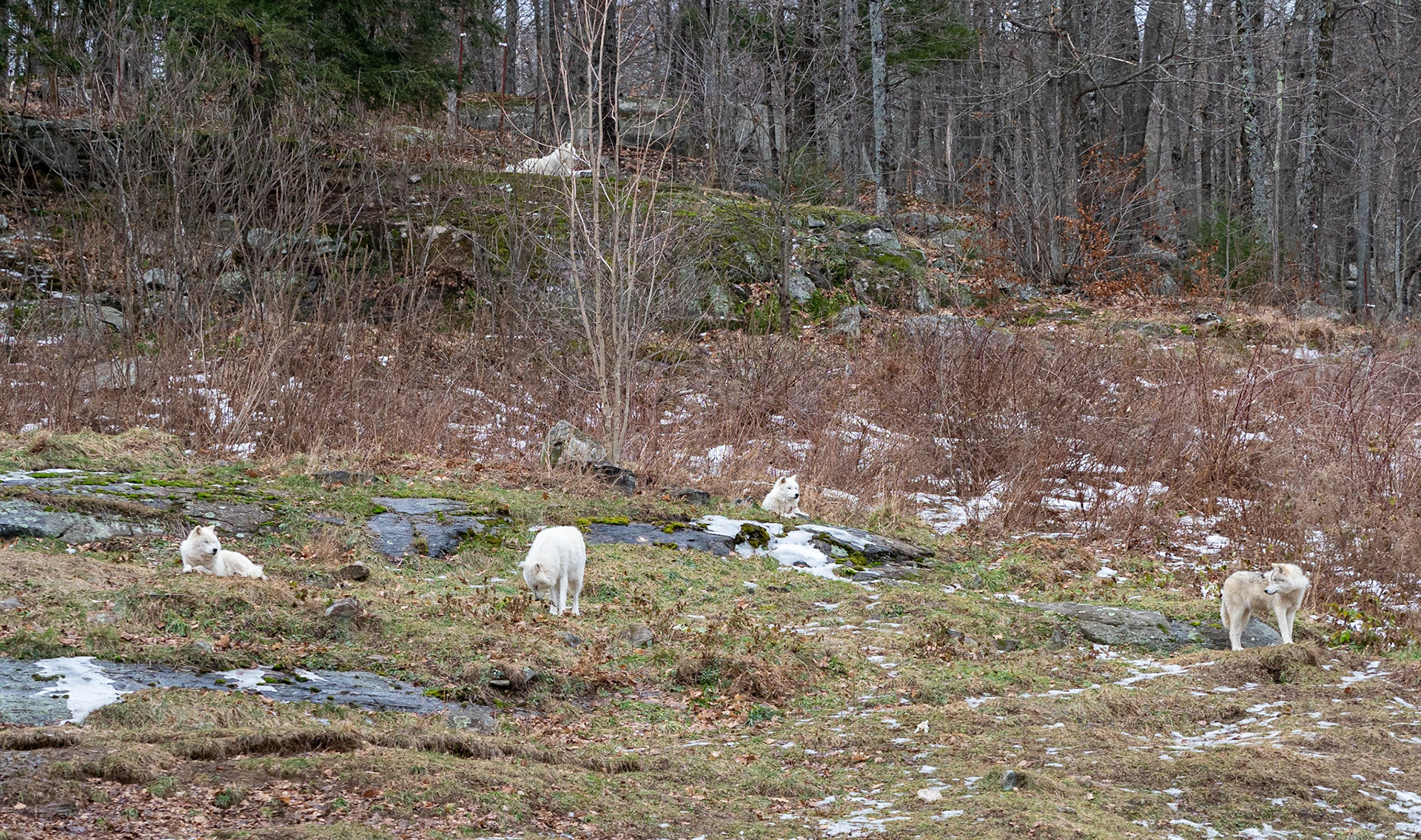 Five arctic wolves enjoying the day
