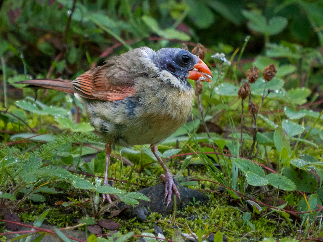 Female cardinal in molt