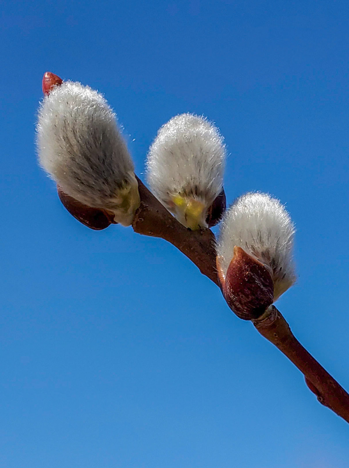 pussy willow