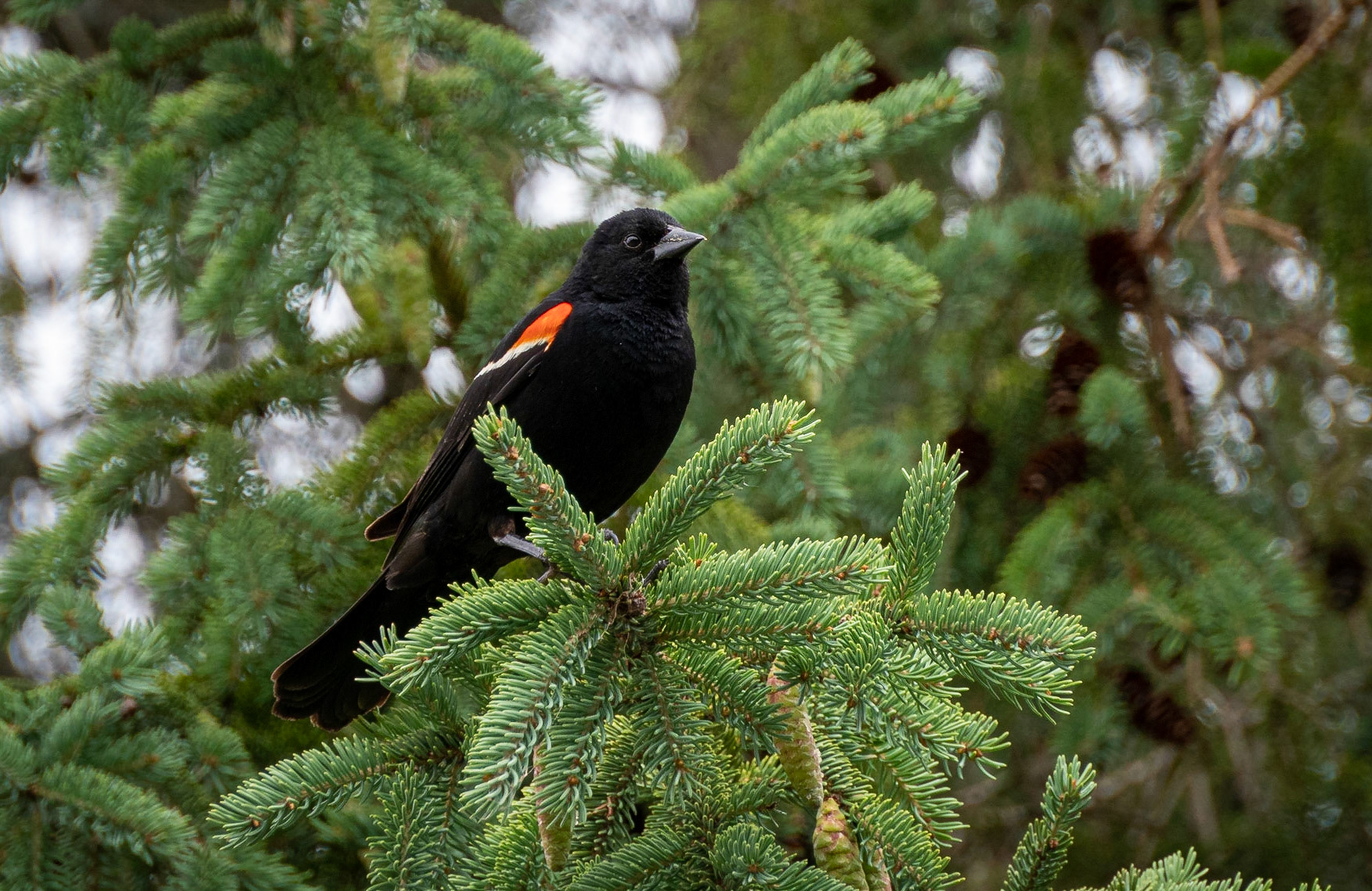 Male red-winged blackbird