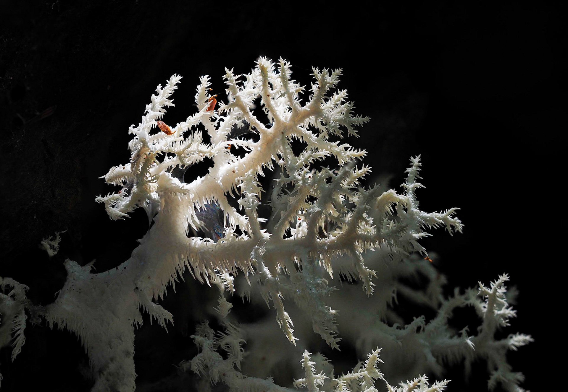 coral tooth mushroom