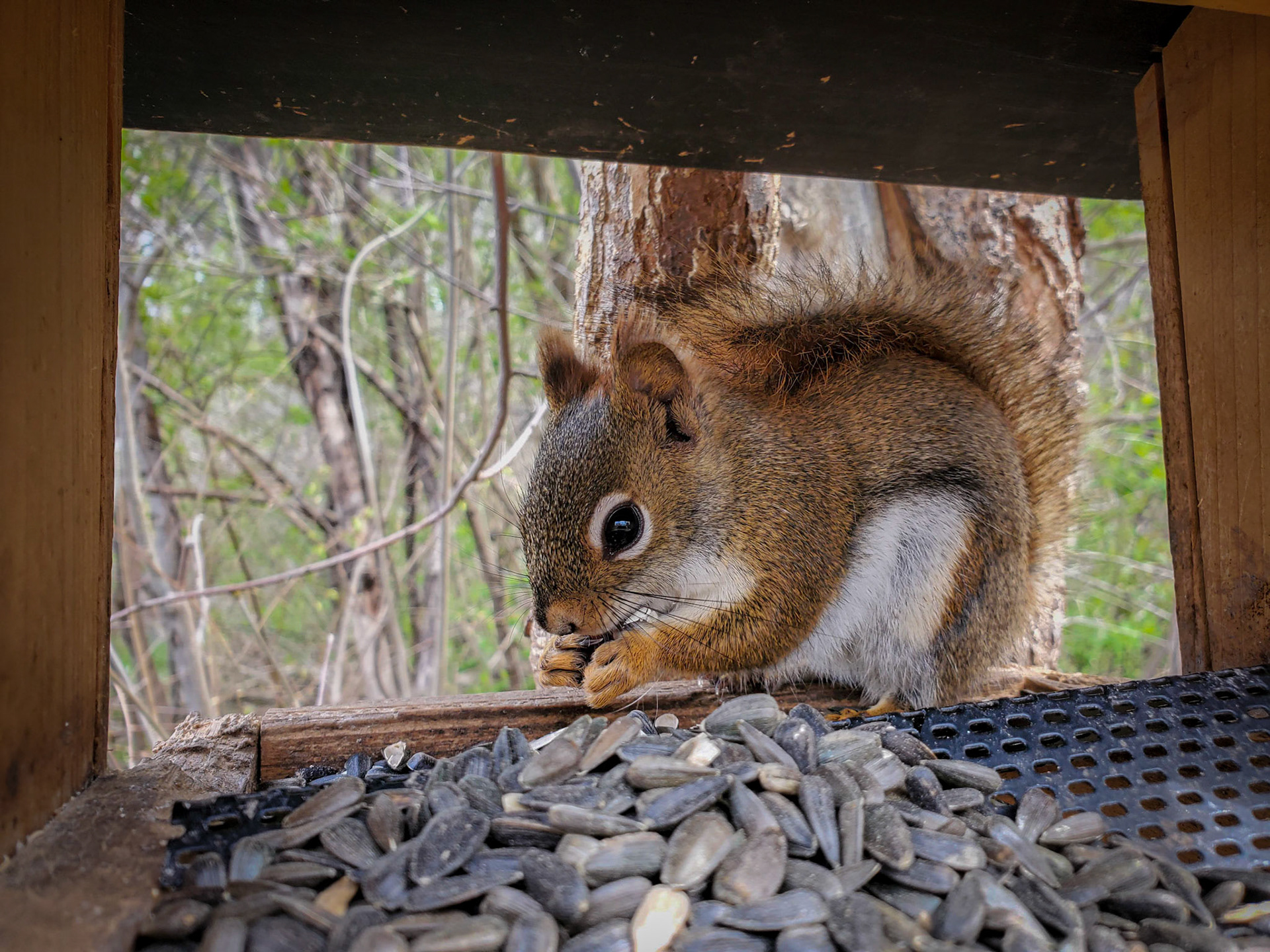 red squirrel