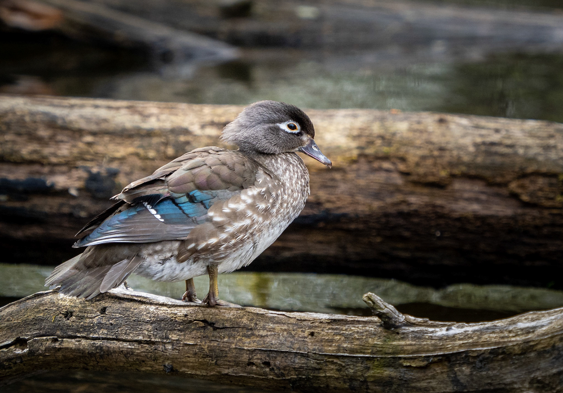 female wood duck