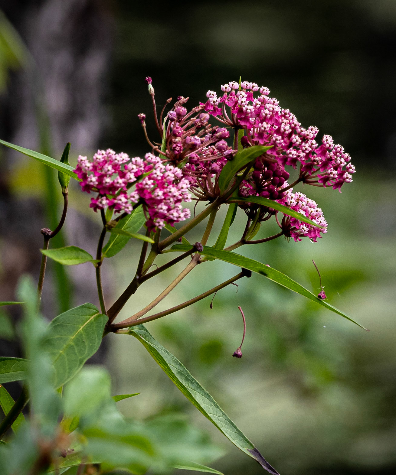 Milkweed