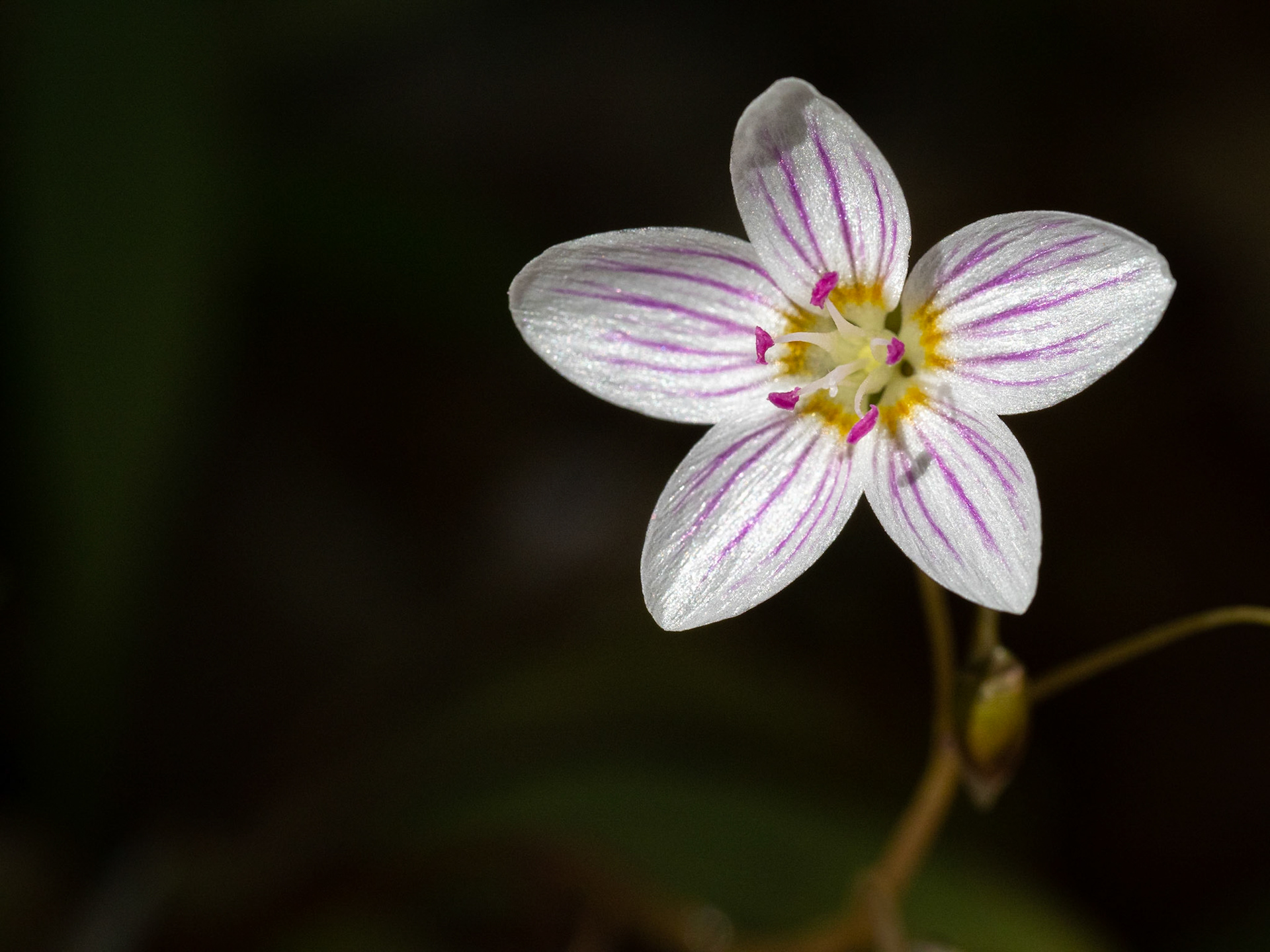 spring beauty