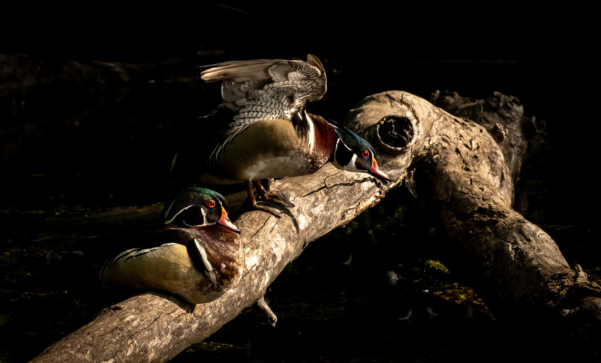 male wood ducks