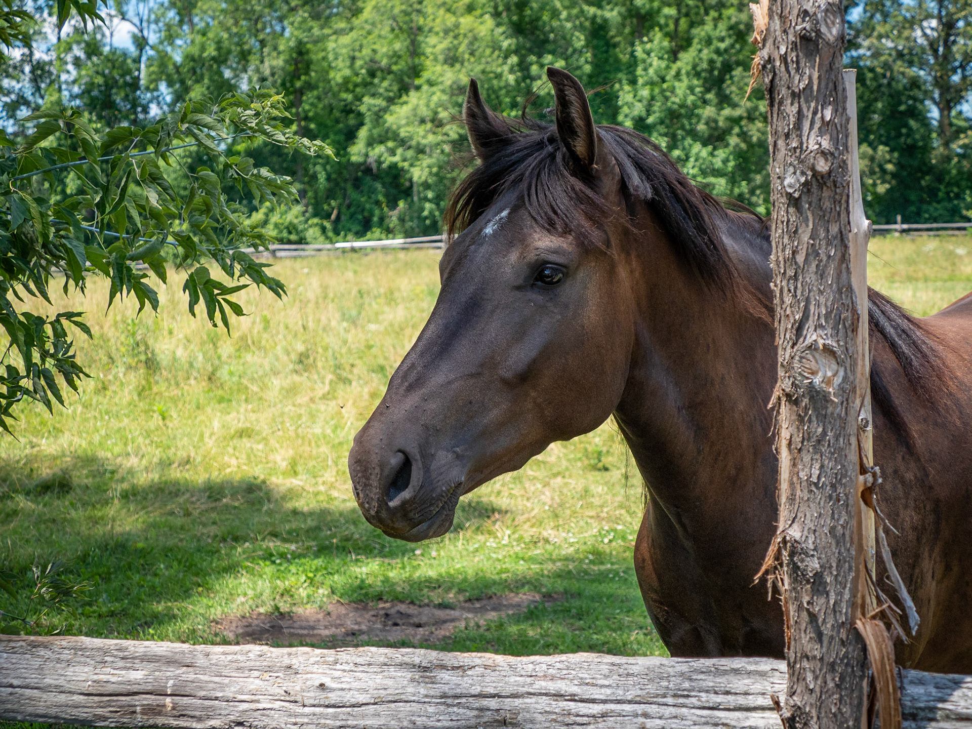 Friendly horse