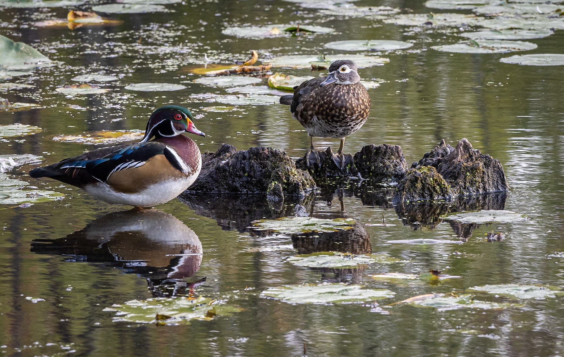 The wood ducks have finished their moult and looking bright