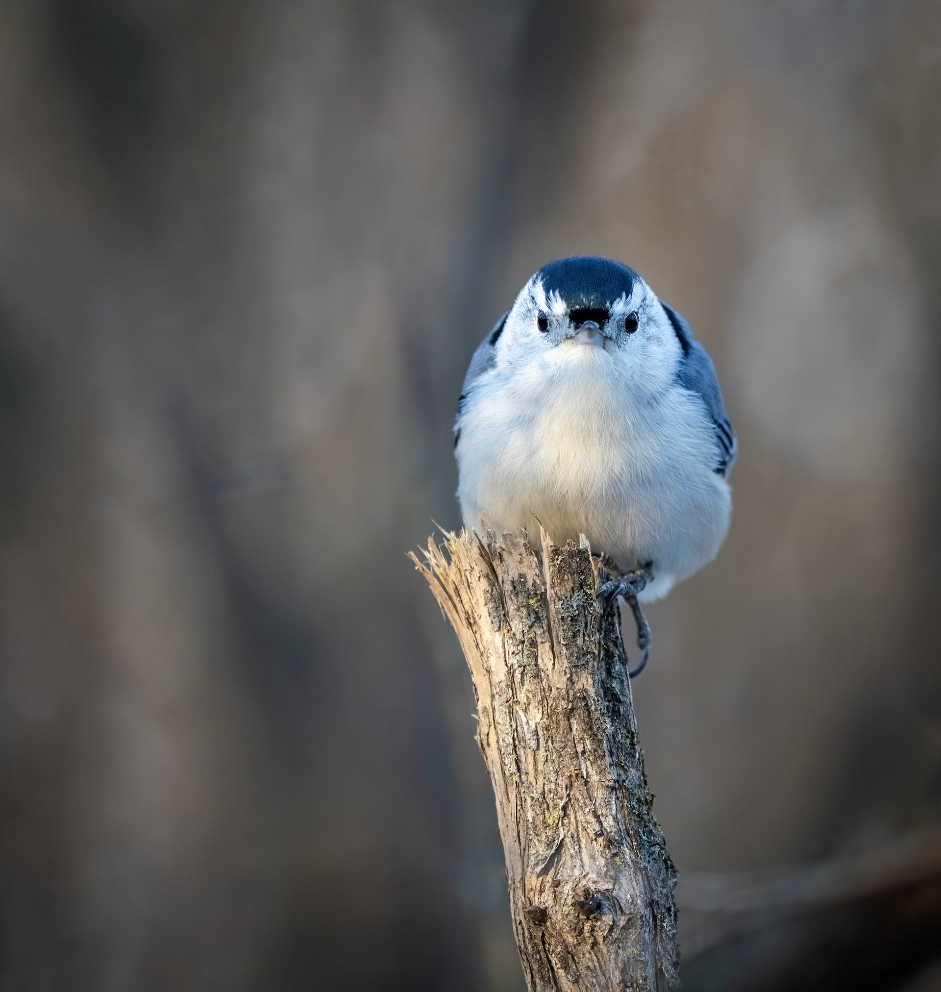 Nuthatch