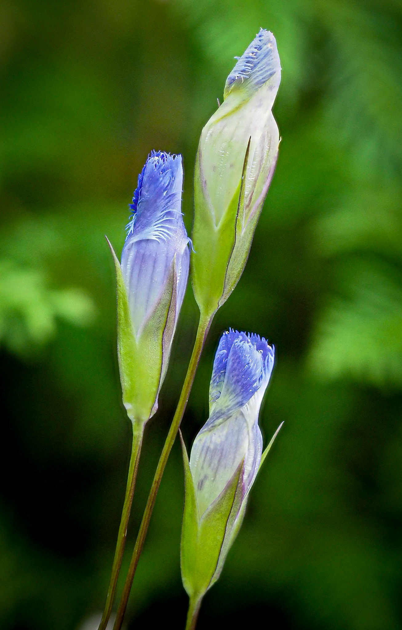 gentian